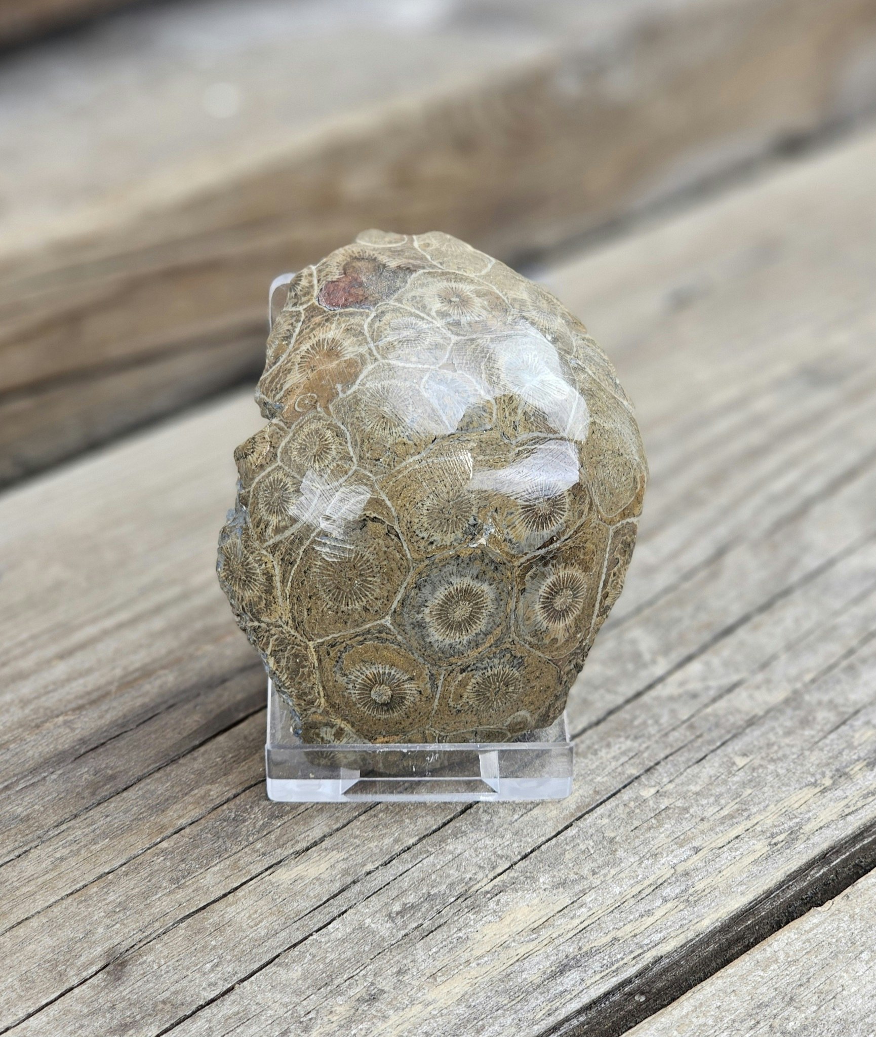Förstenad Korall fossil (Hexagonaria) #12