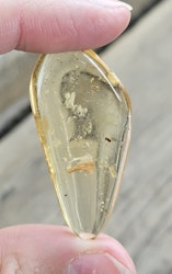 Copal med insekter #1