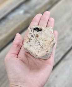 Förstenat trä, stubbe #13