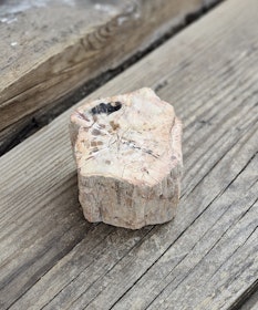 Förstenat trä, stubbe #13