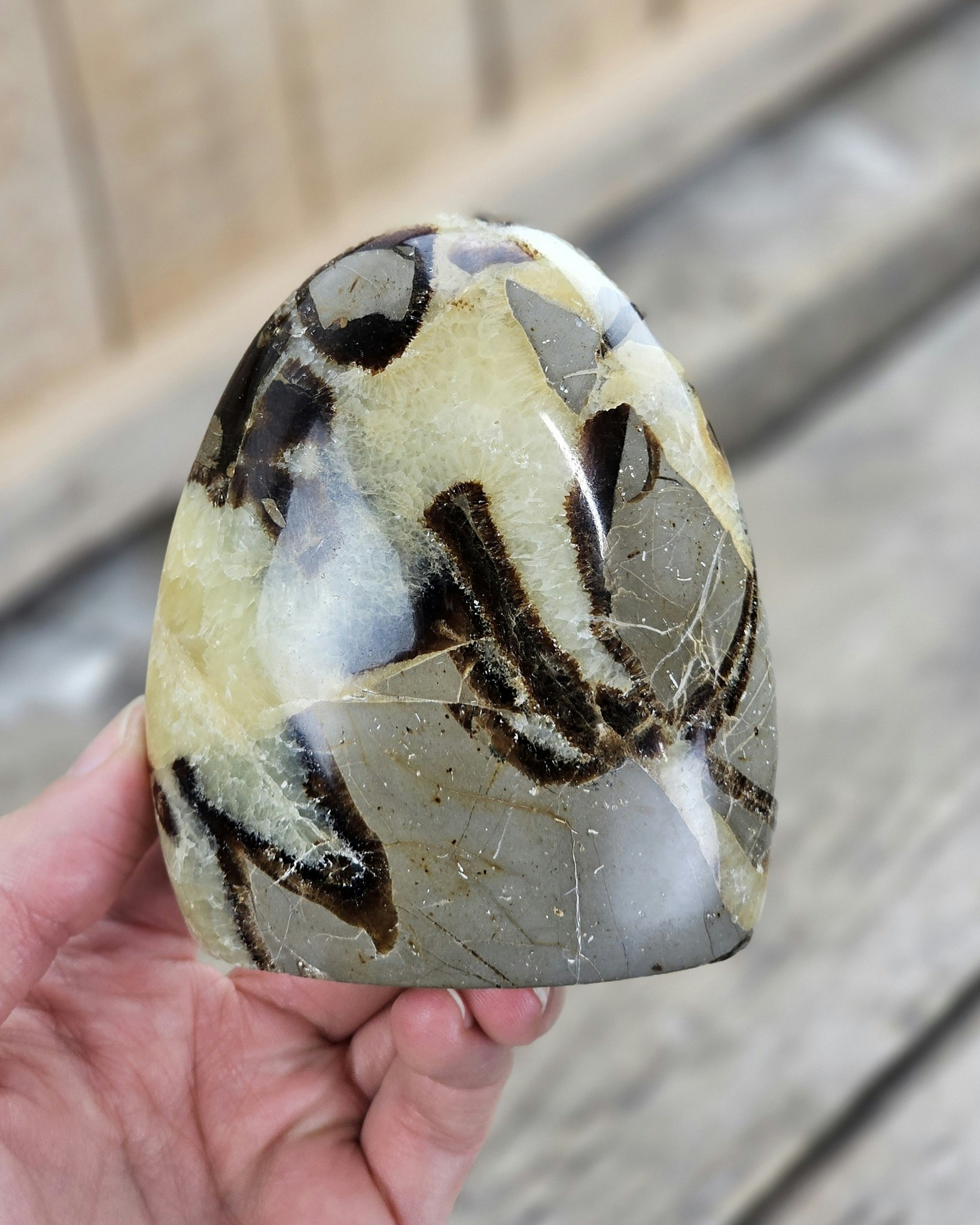 Septarian (Draksten), polerad kristall stående friform #22