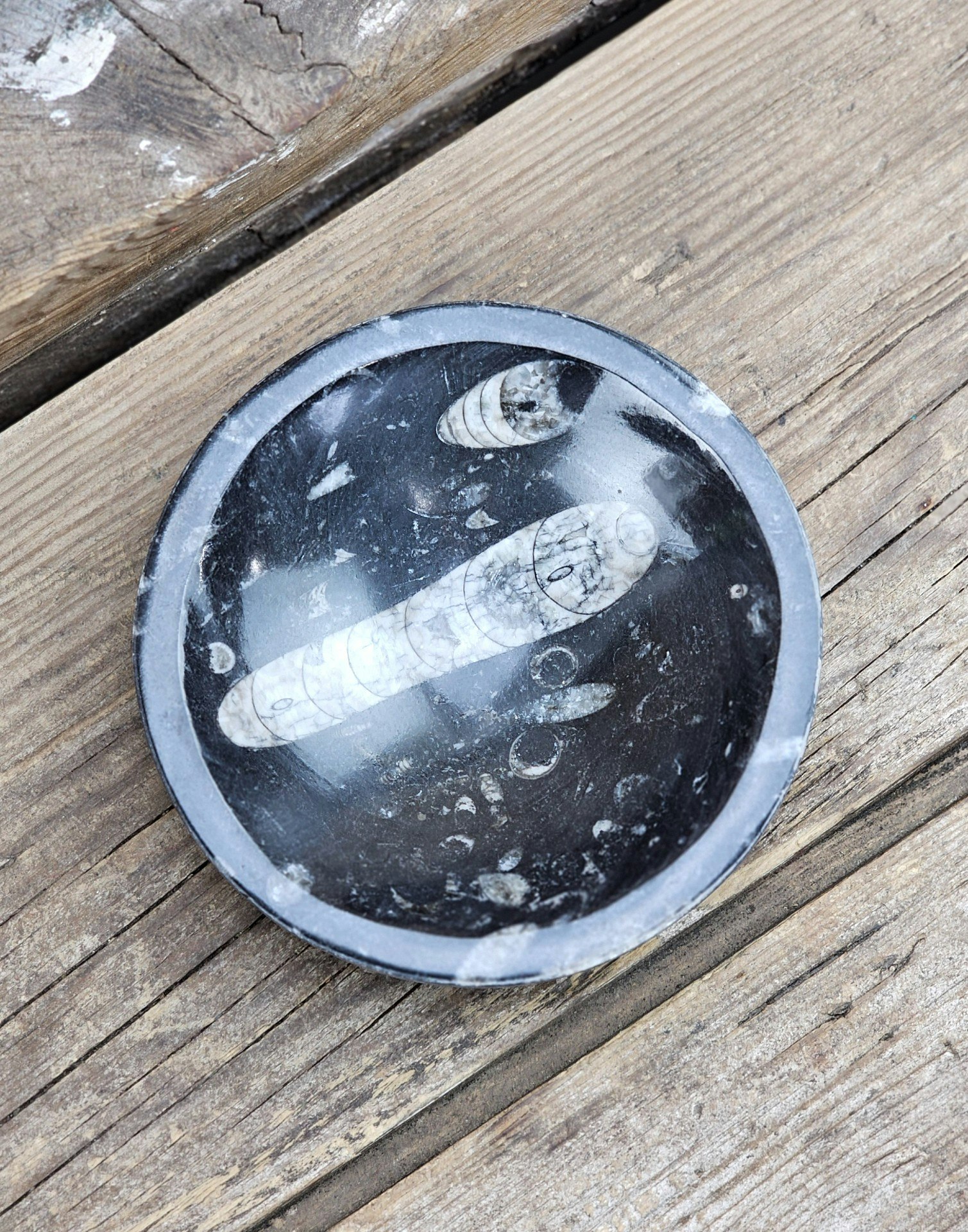 Ortoceratit Fossil, rund skål #1