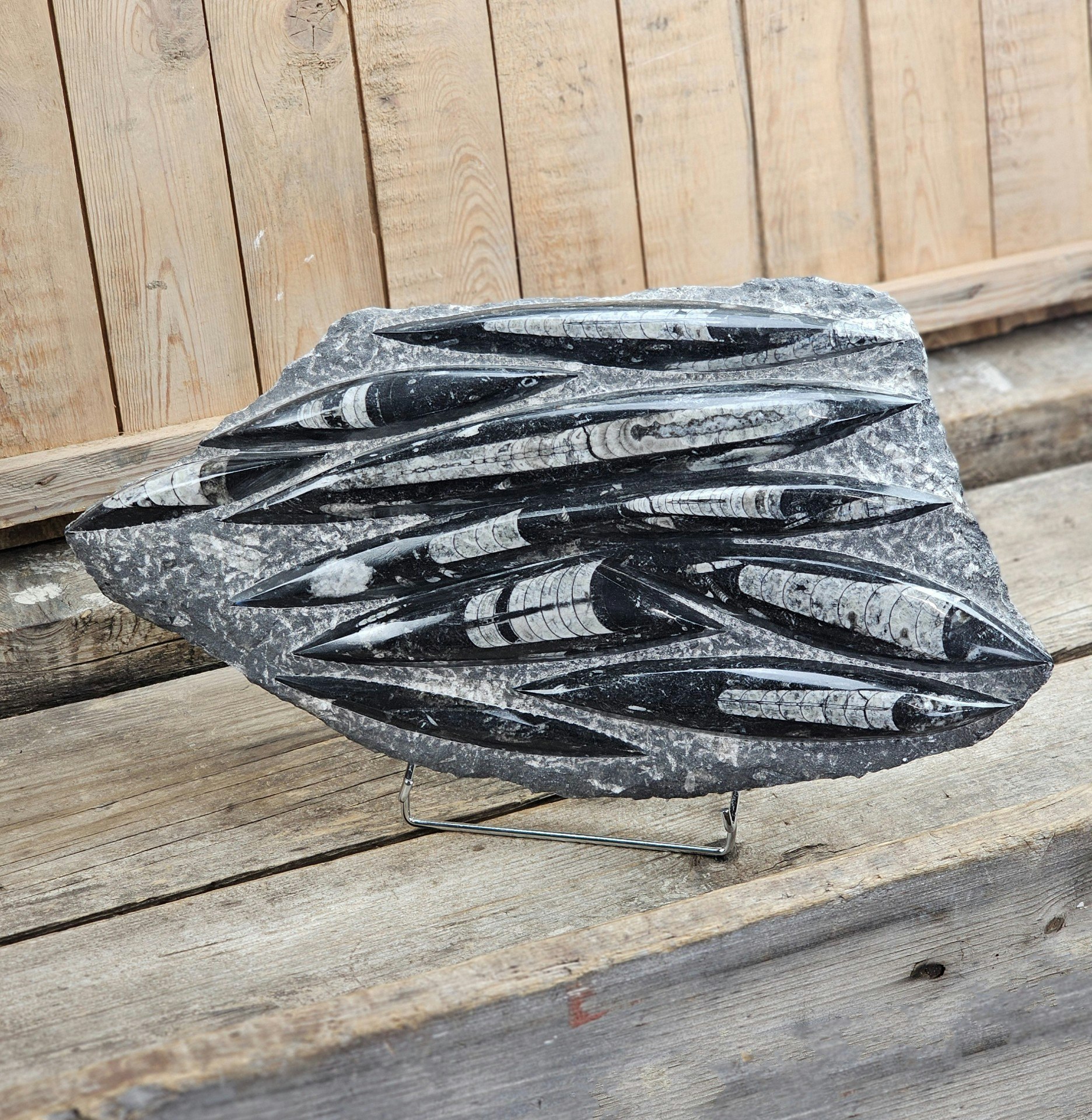 Ortoceratit fossil i matrix XXL #1