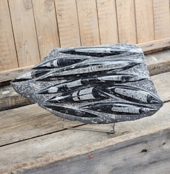 Ortoceratit fossil i matrix XXL #1