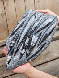 Ortoceratit fossil i matrix XXL #1