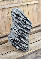 Ortoceratit fossil i matrix XXL #3
