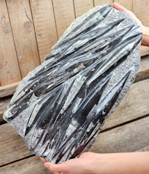 Ortoceratit fossil i matrix XXL #4