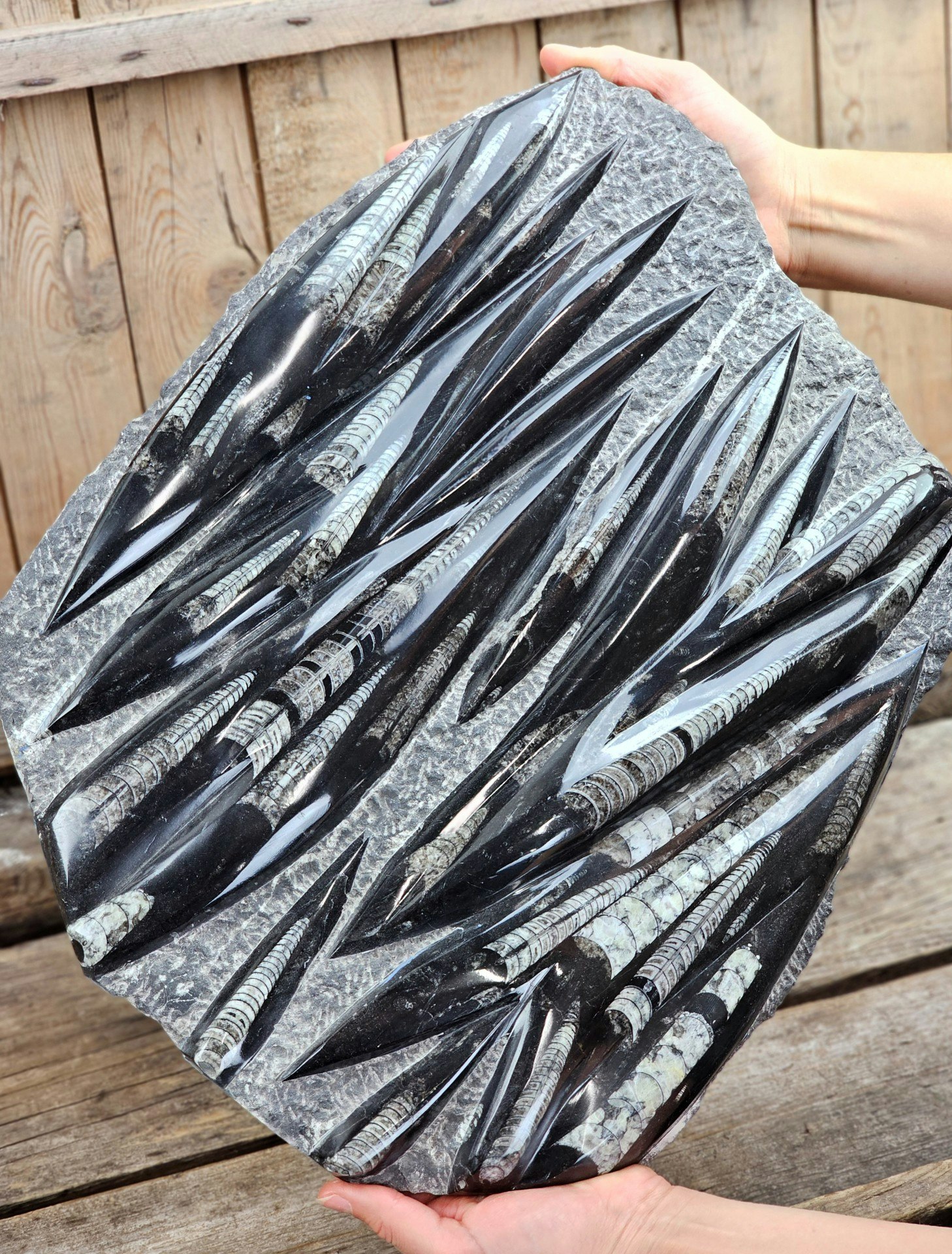 Ortoceratit fossil i matrix XXL #7