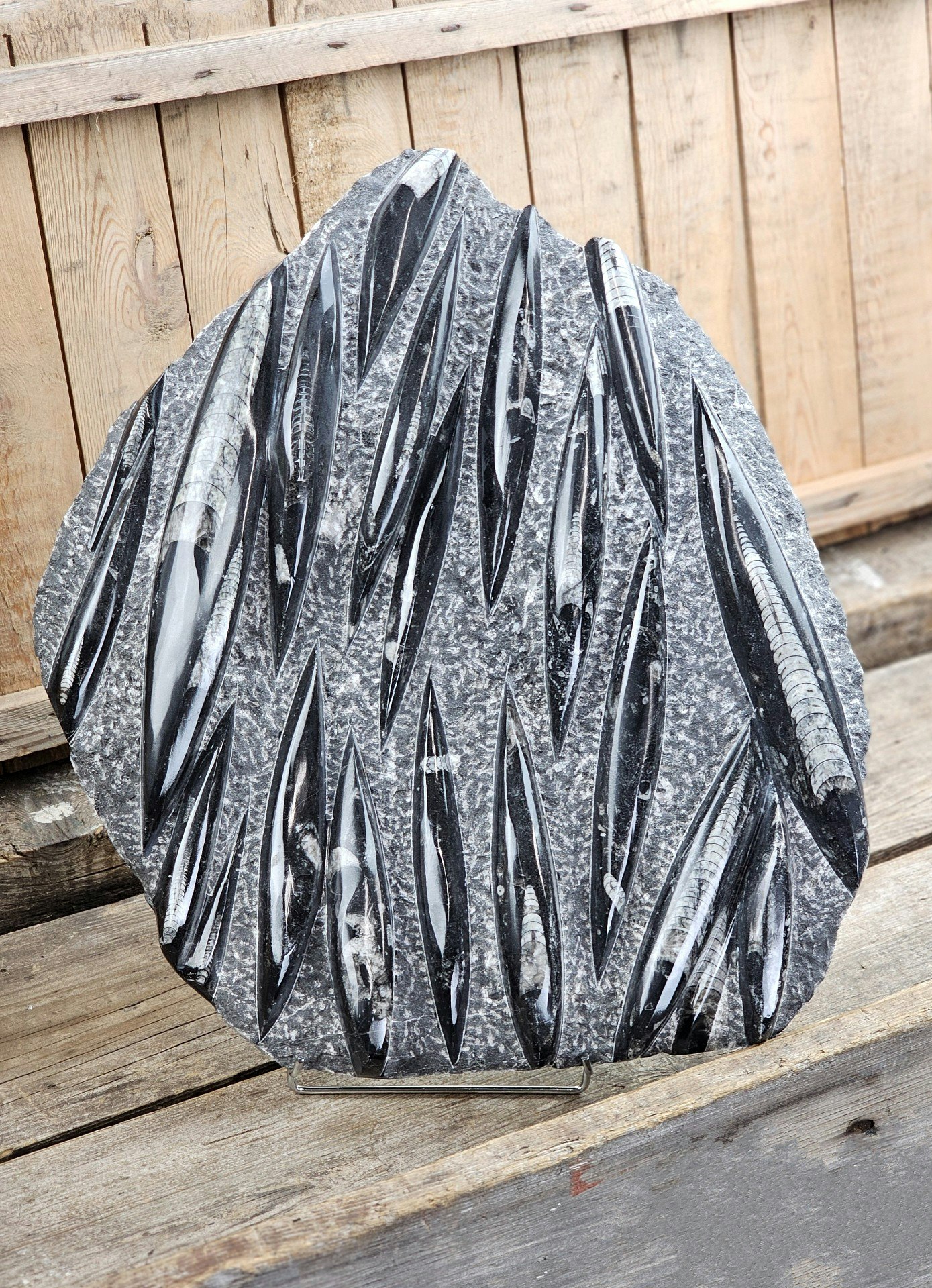 Ortoceratit fossil i matrix XXL #8