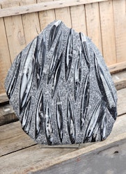 Ortoceratit fossil i matrix XXL #8