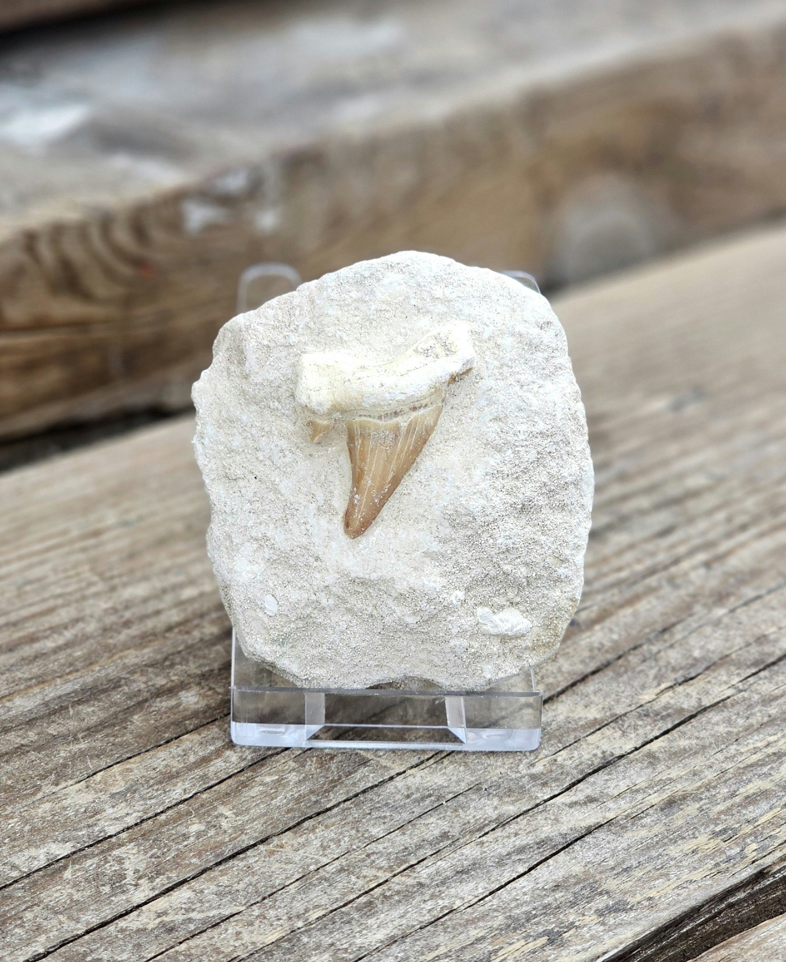 Otodus Hajtand fossil i matrix, per styck