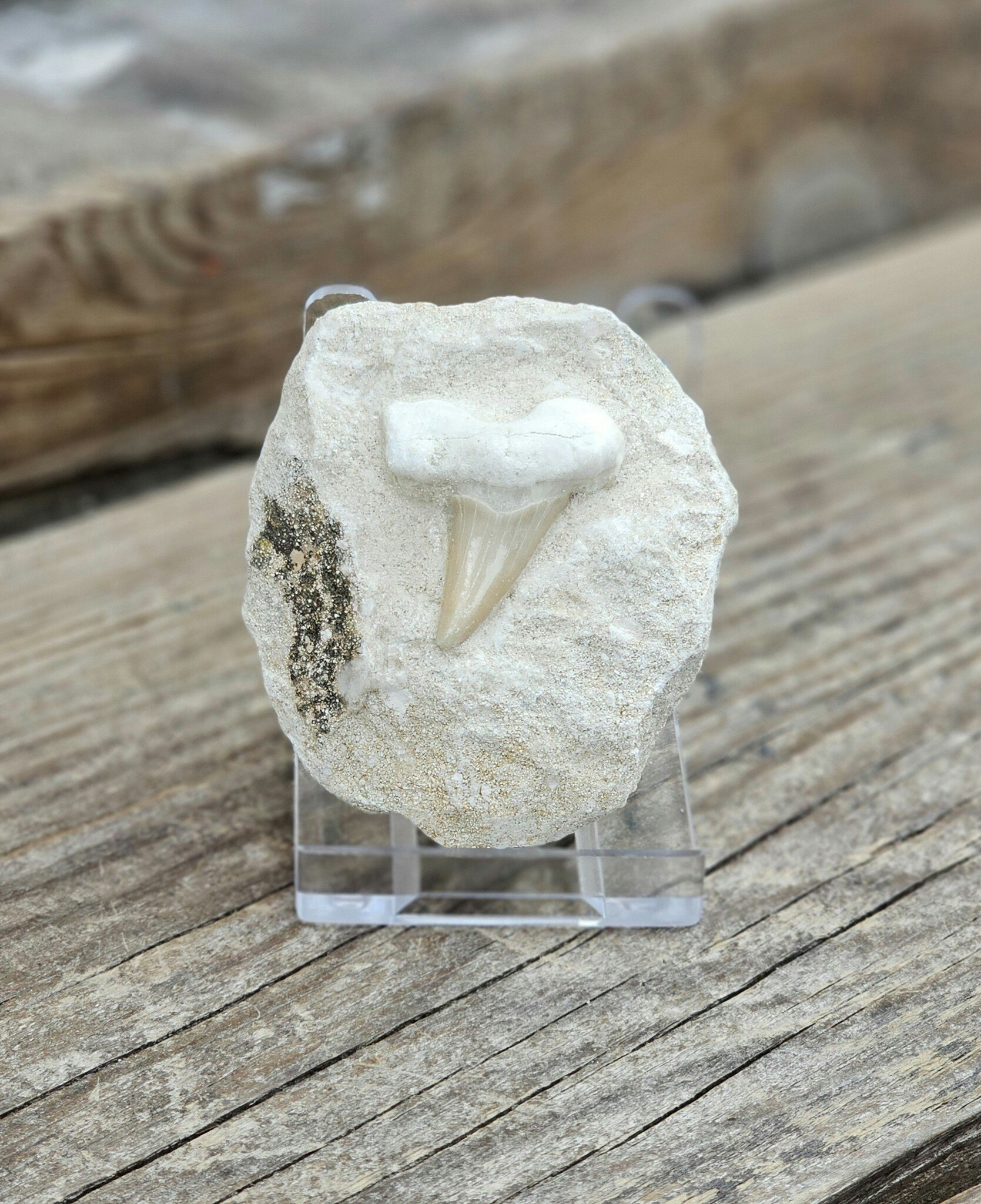 Otodus Hajtand fossil i matrix #1