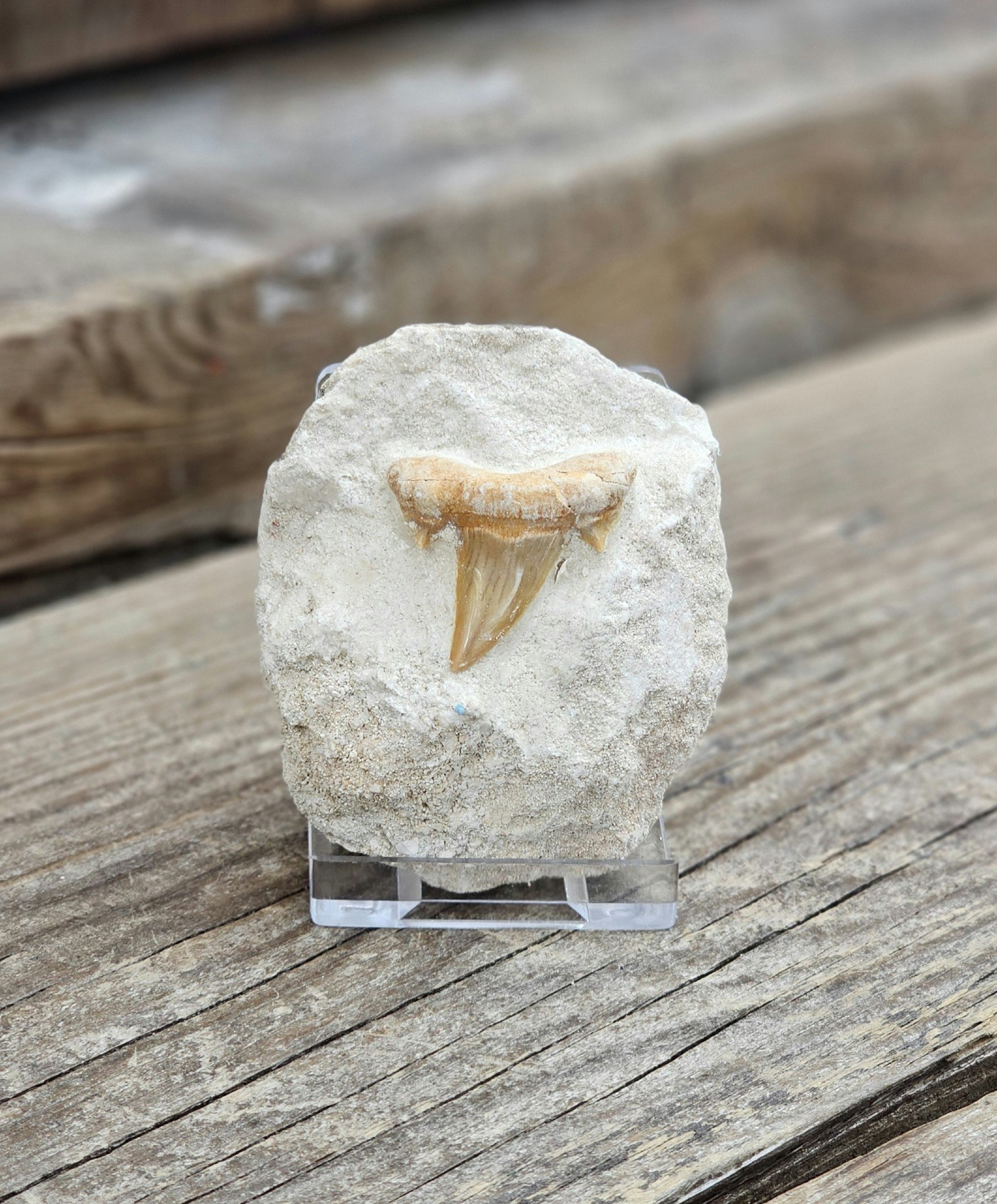 Otodus Hajtand fossil i matrix #2