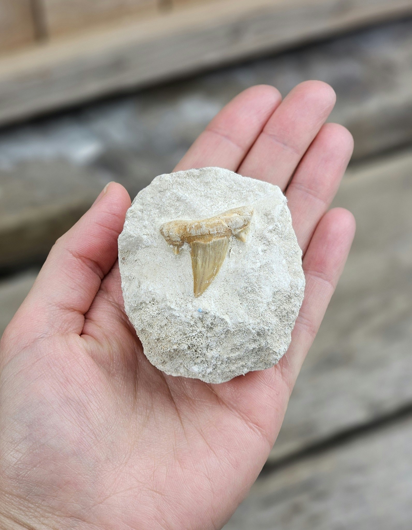 Otodus Hajtand fossil i matrix #2
