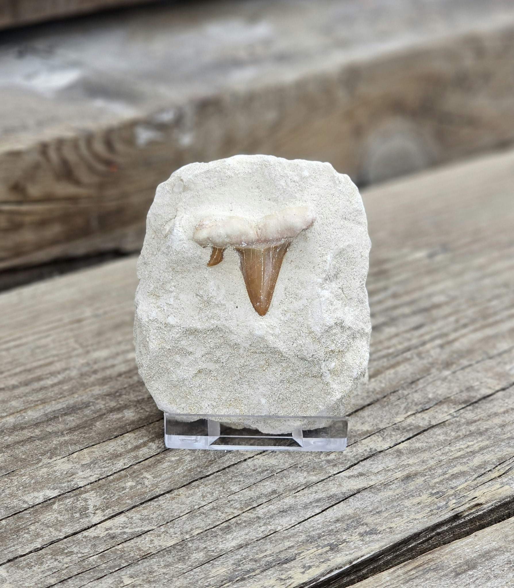 Otodus Hajtand fossil i matrix #3