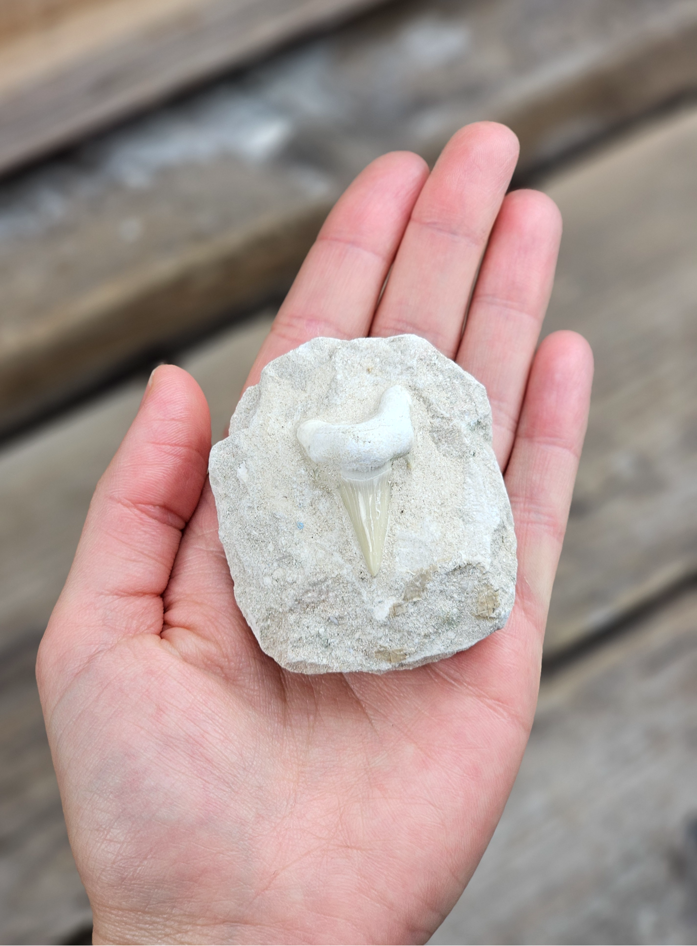 Otodus Hajtand fossil i matrix #4