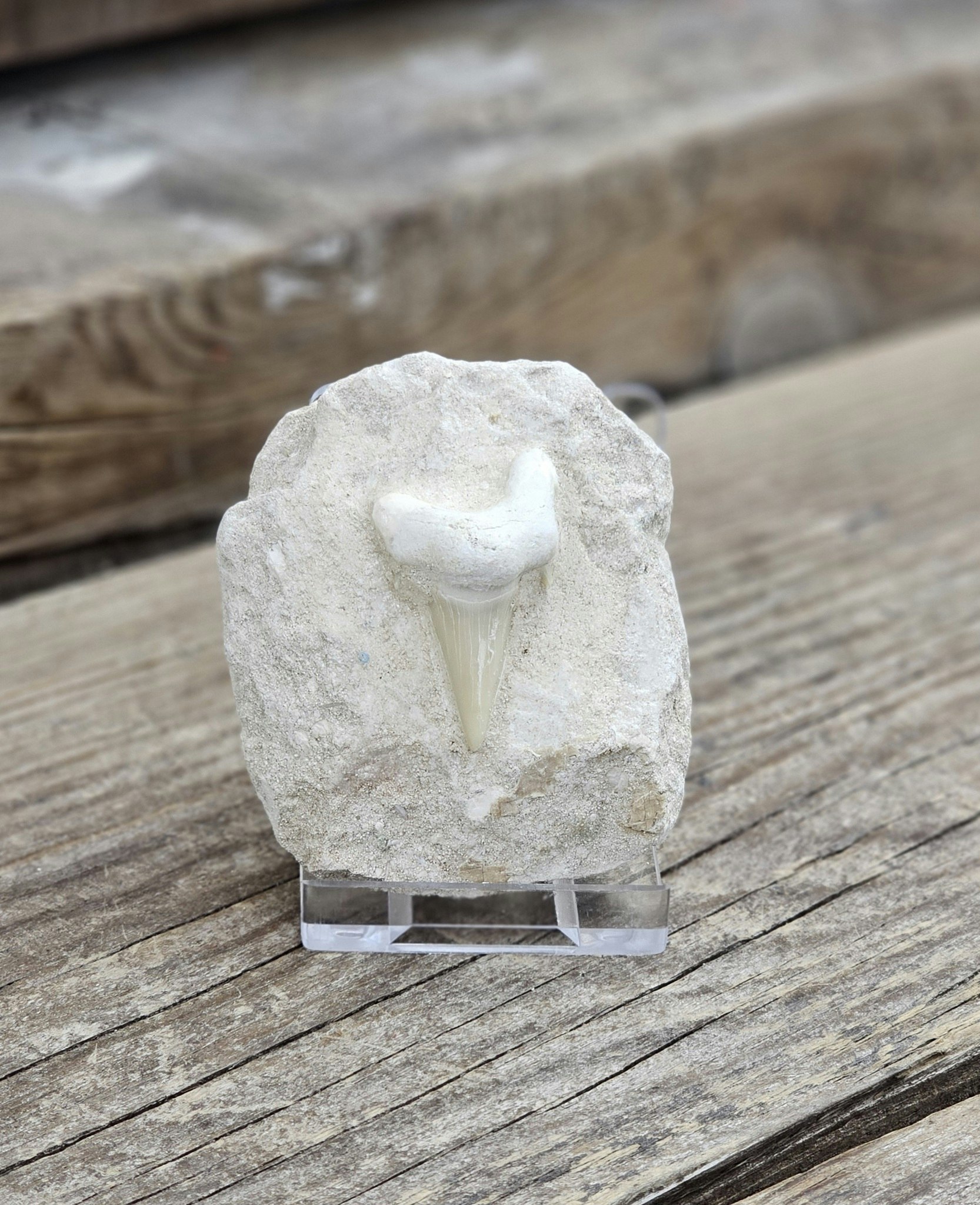 Otodus Hajtand fossil i matrix #4