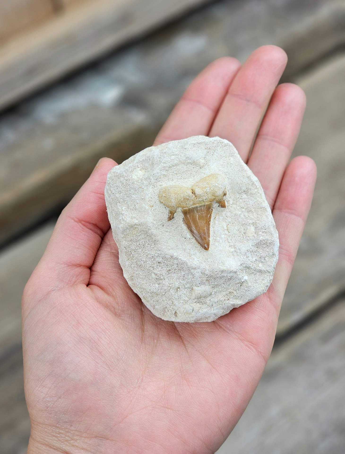 Otodus Hajtand fossil i matrix #5