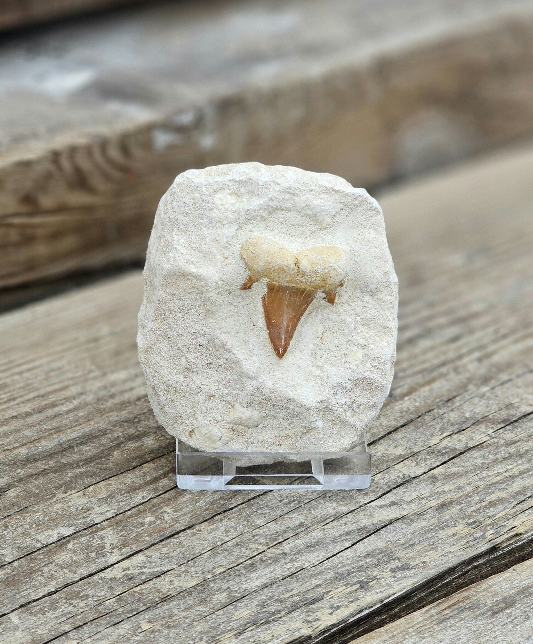 Otodus Hajtand fossil i matrix #5
