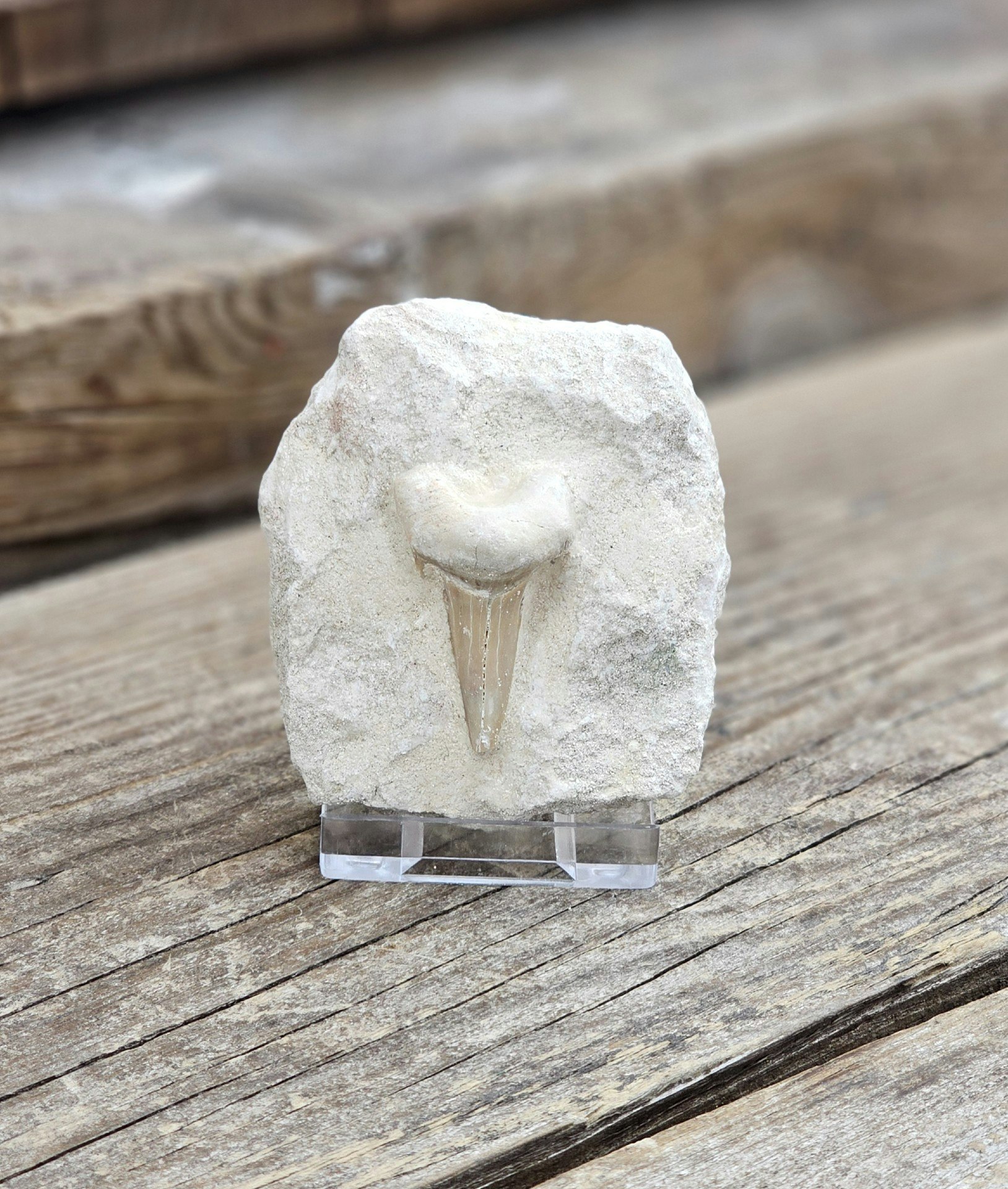 Otodus Hajtand fossil i matrix #6