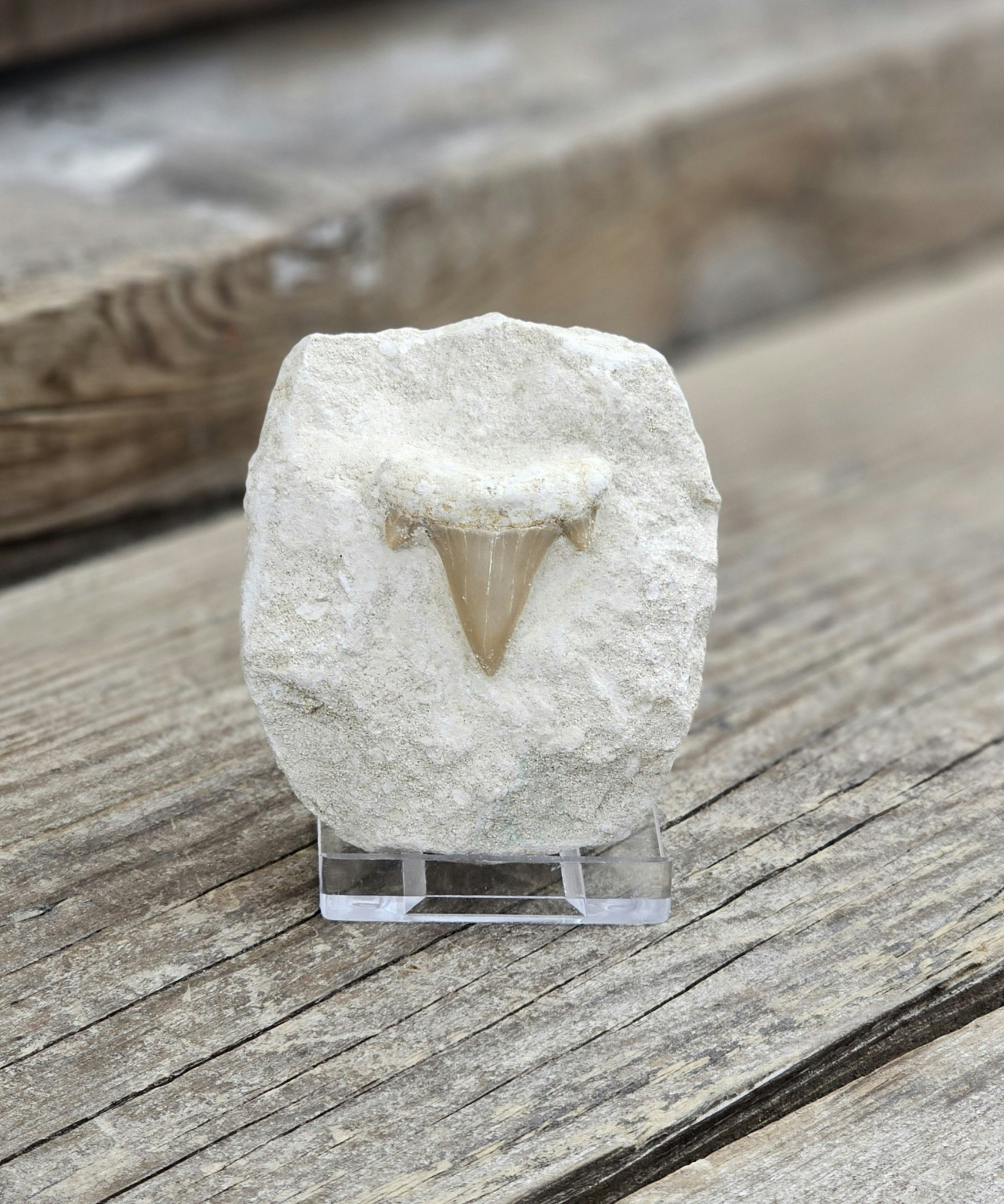 Otodus Hajtand fossil i matrix #8