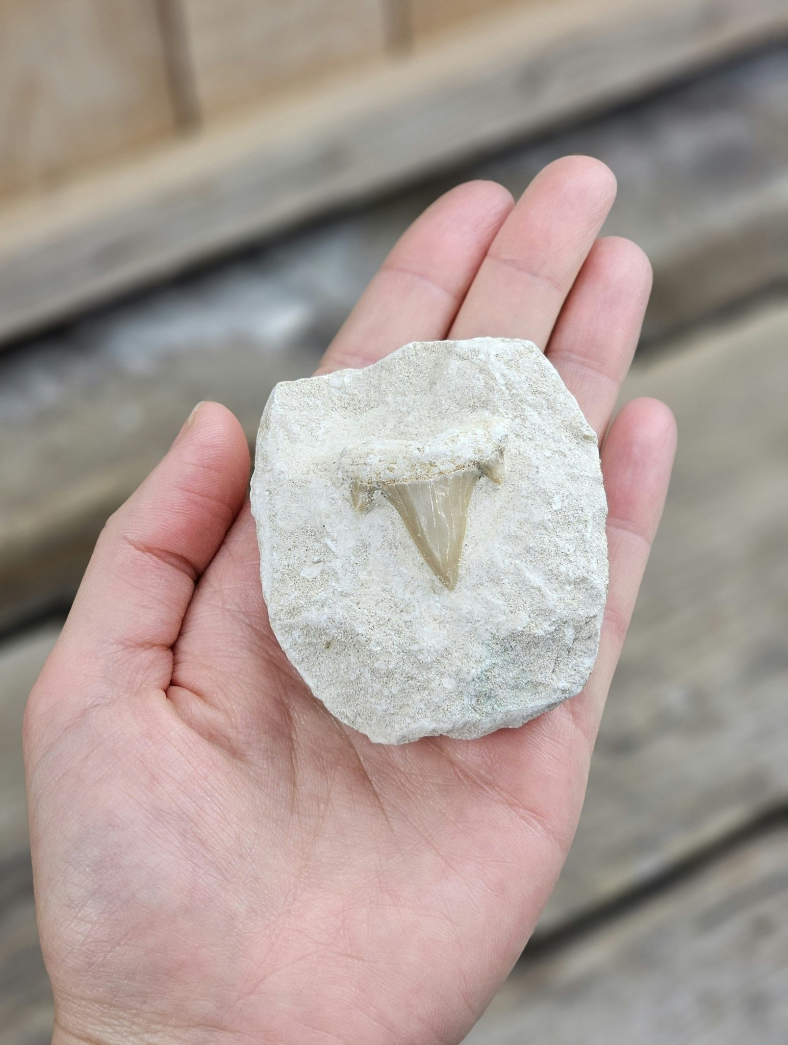 Otodus Hajtand fossil i matrix #8