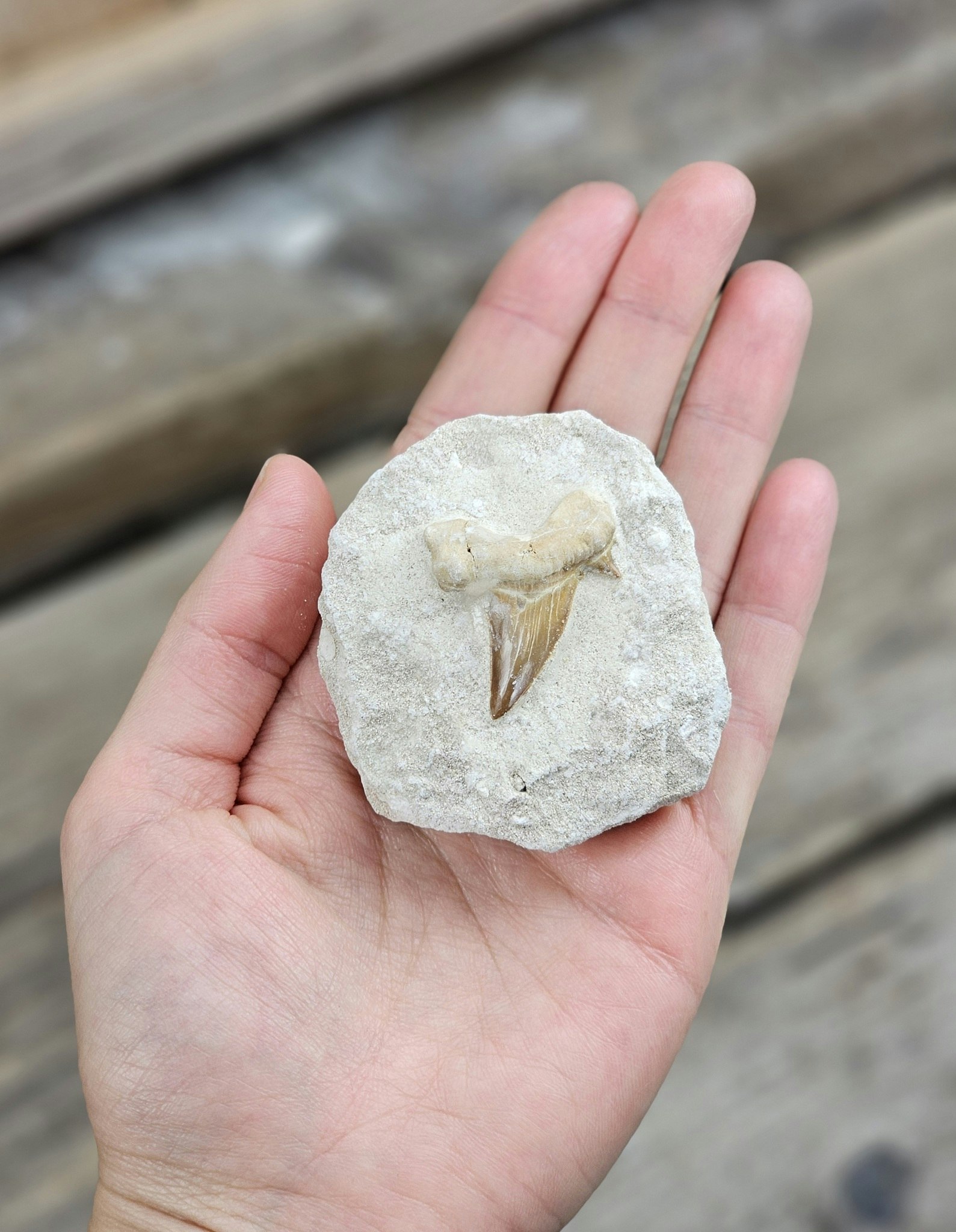 Otodus Hajtand fossil i matrix #9