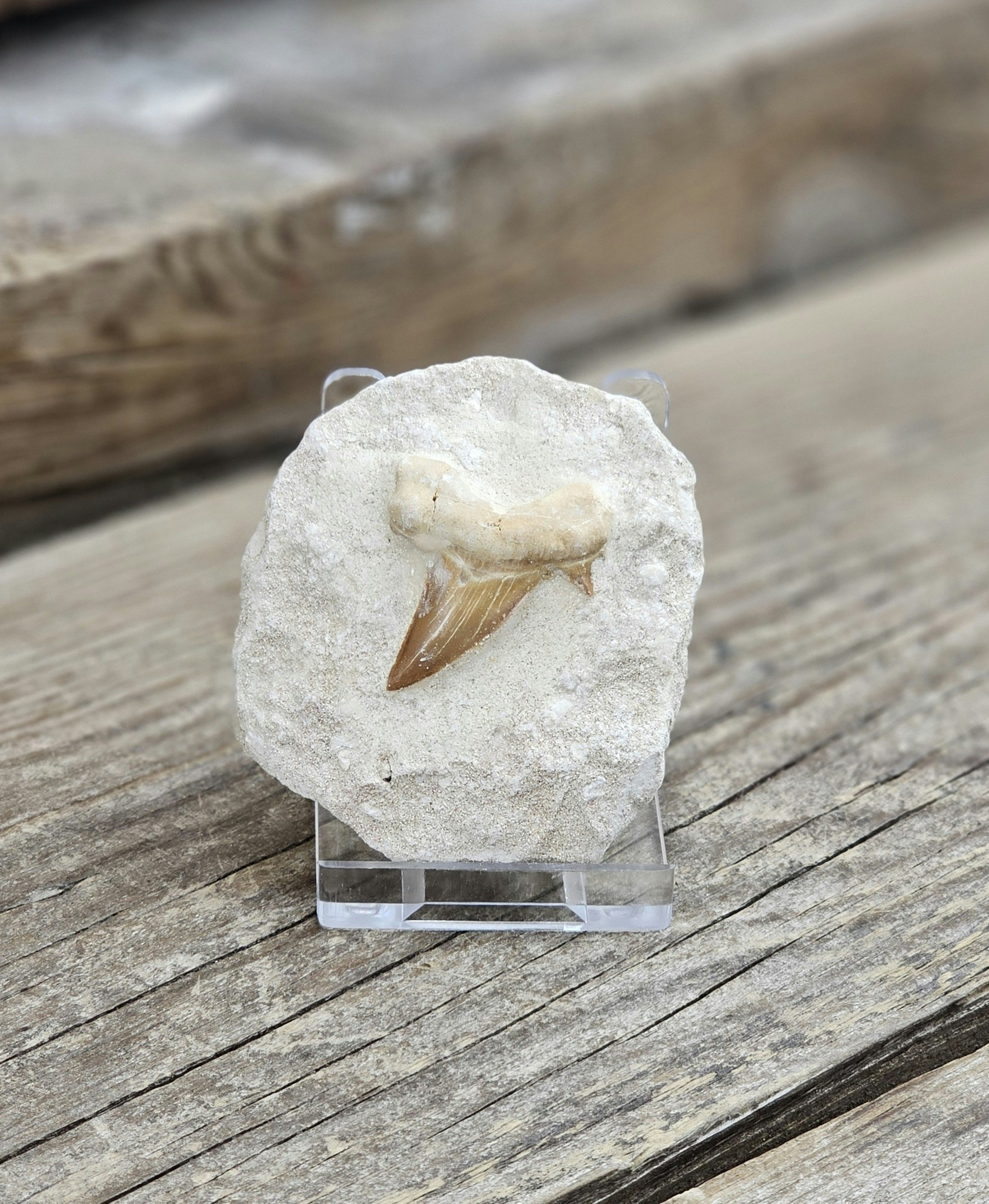 Otodus Hajtand fossil i matrix #9