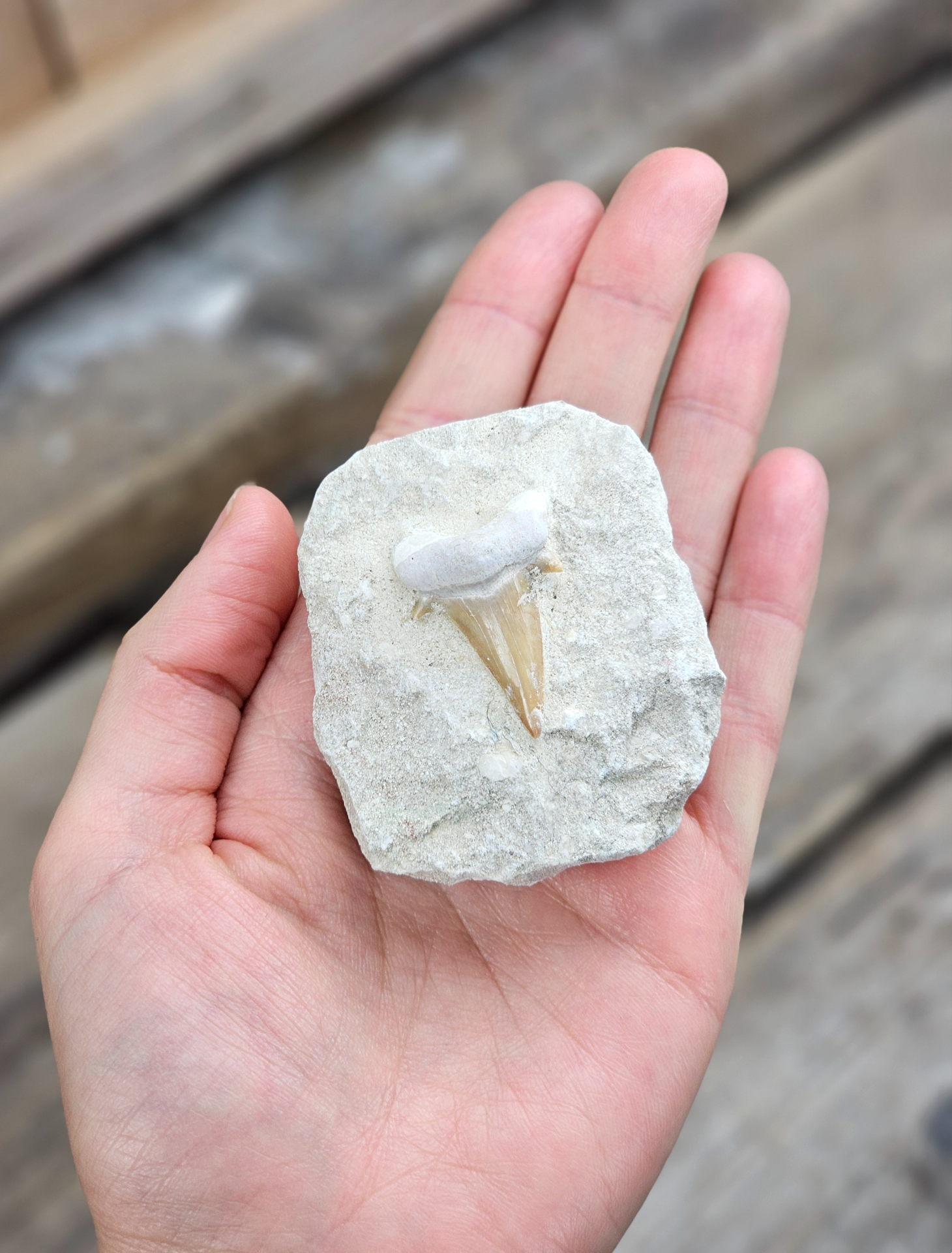 Otodus Hajtand fossil i matrix #10