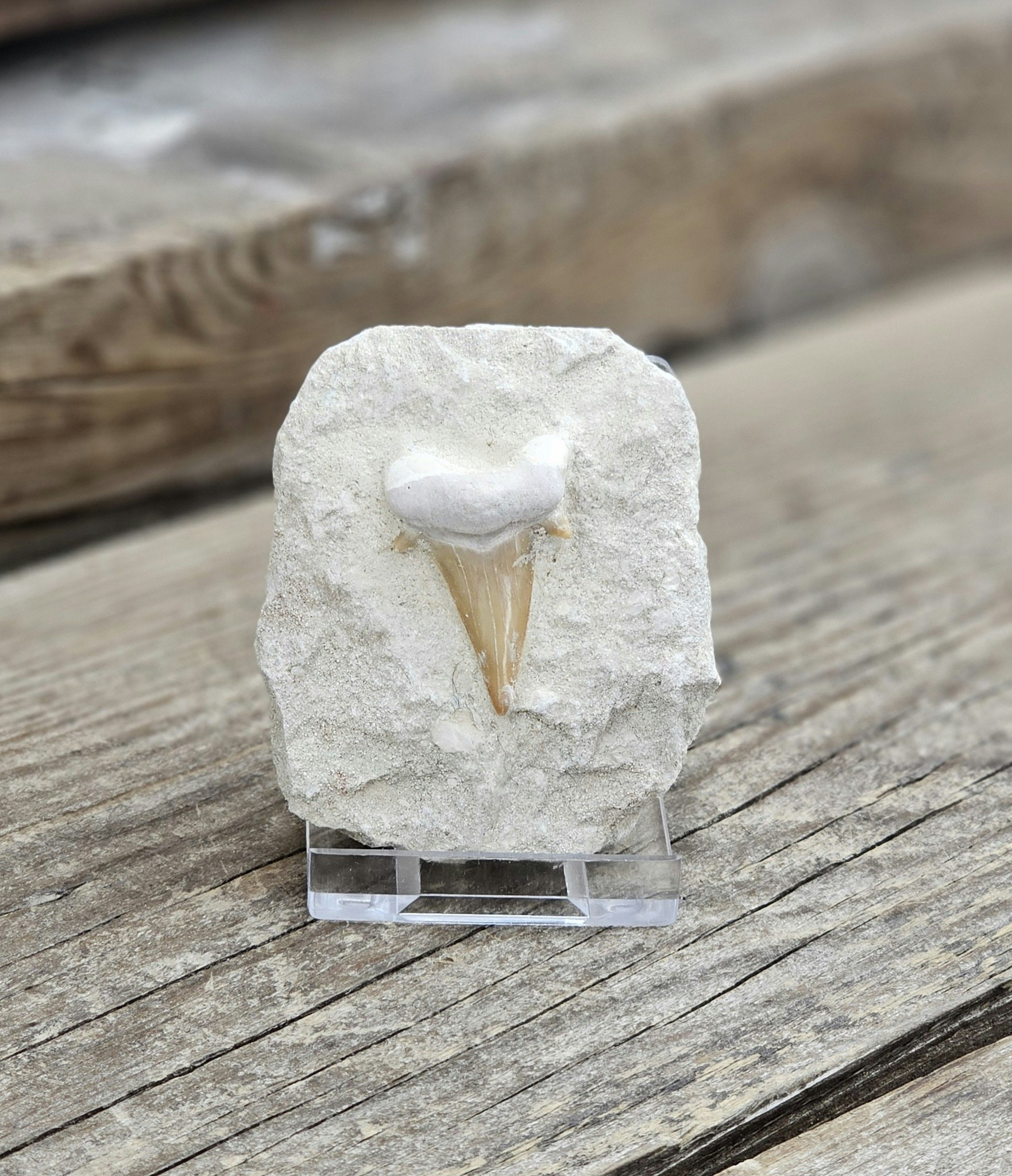 Otodus Hajtand fossil i matrix #10