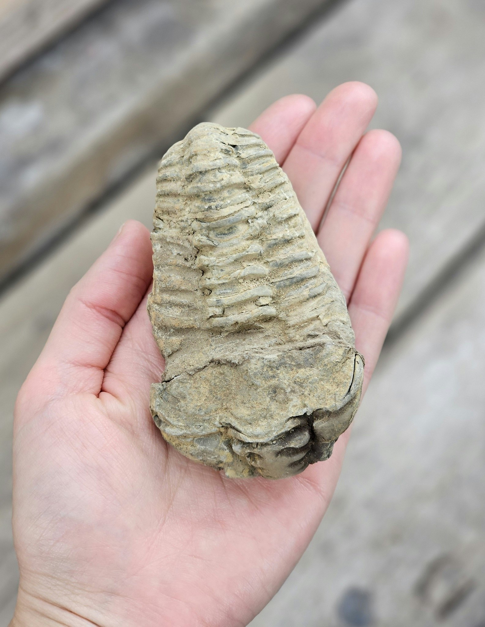 Trilobit fossil stor #2