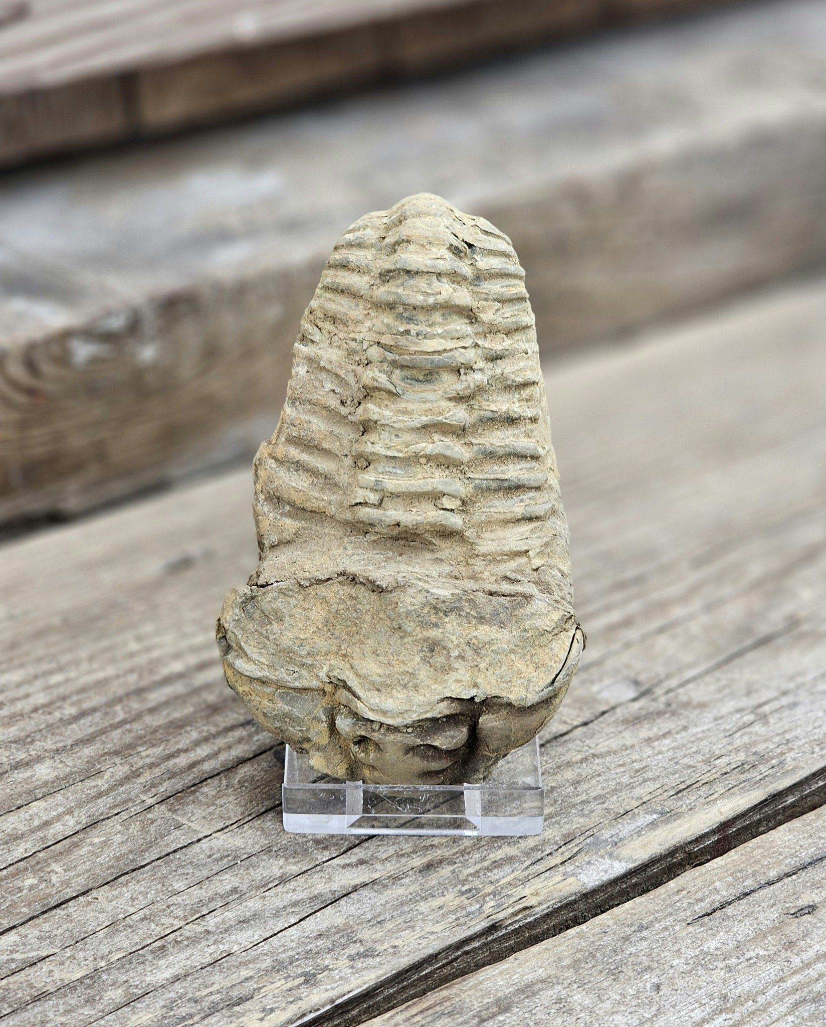 Trilobit fossil stor #2