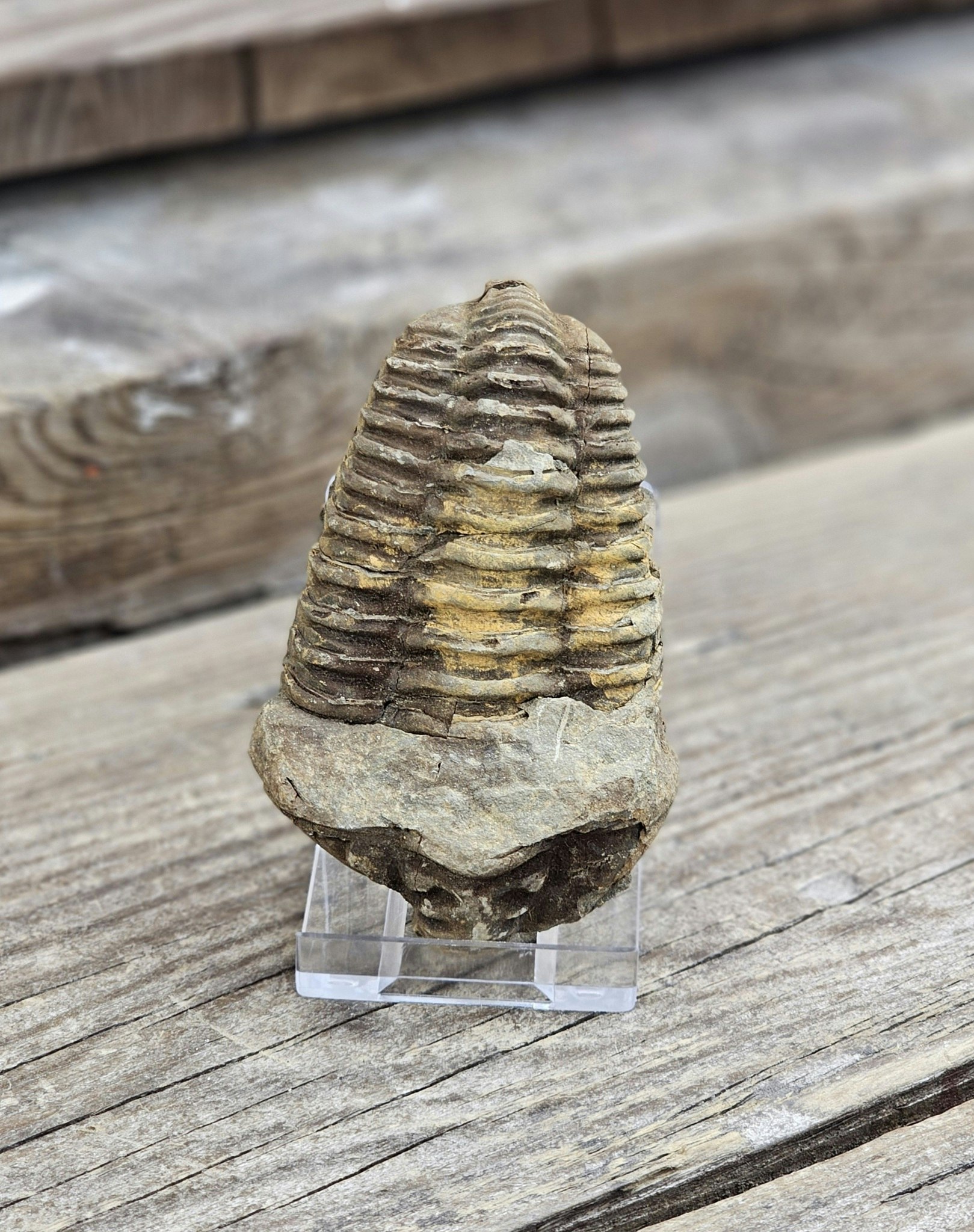 Trilobit fossil stor #5