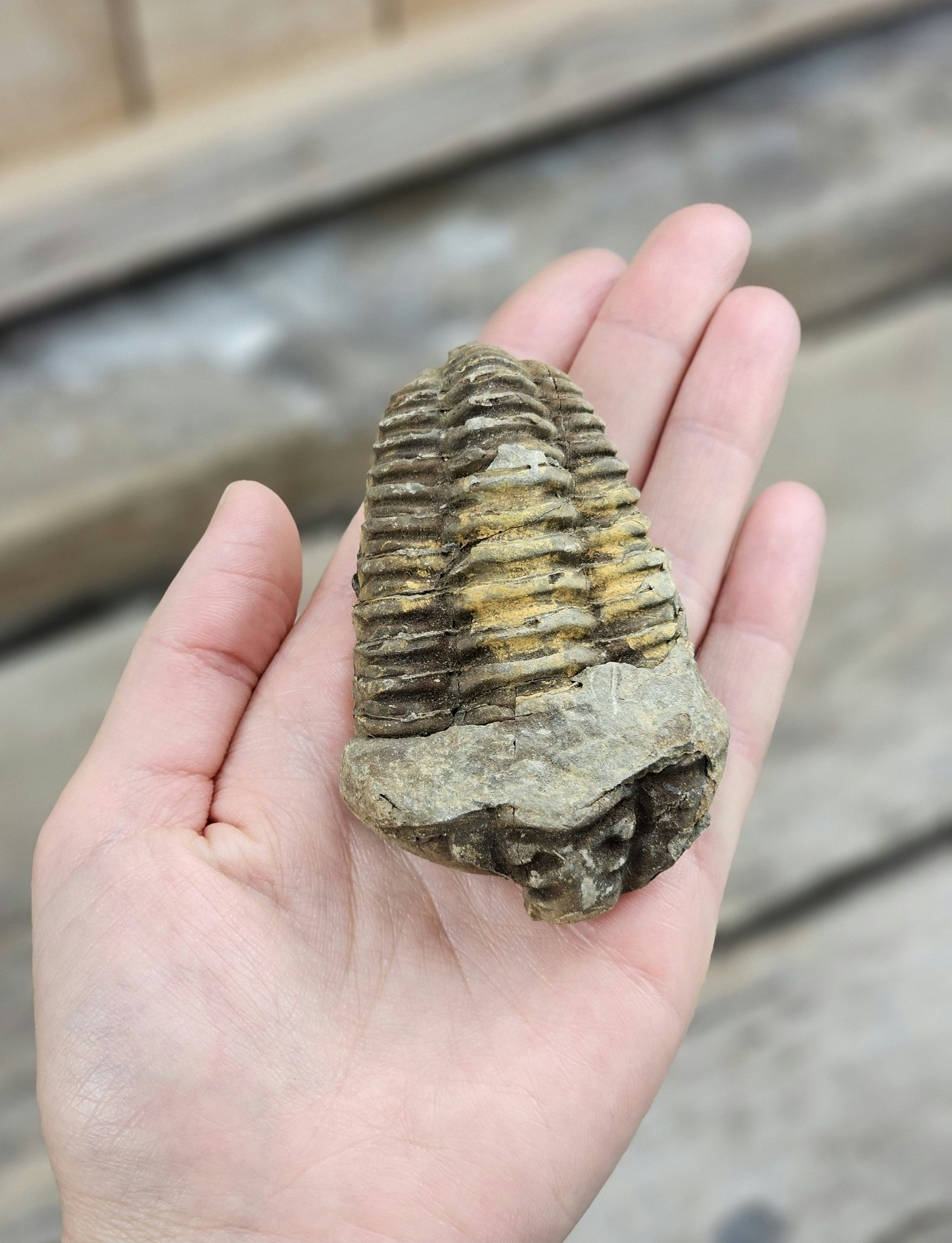 Trilobit fossil stor #5