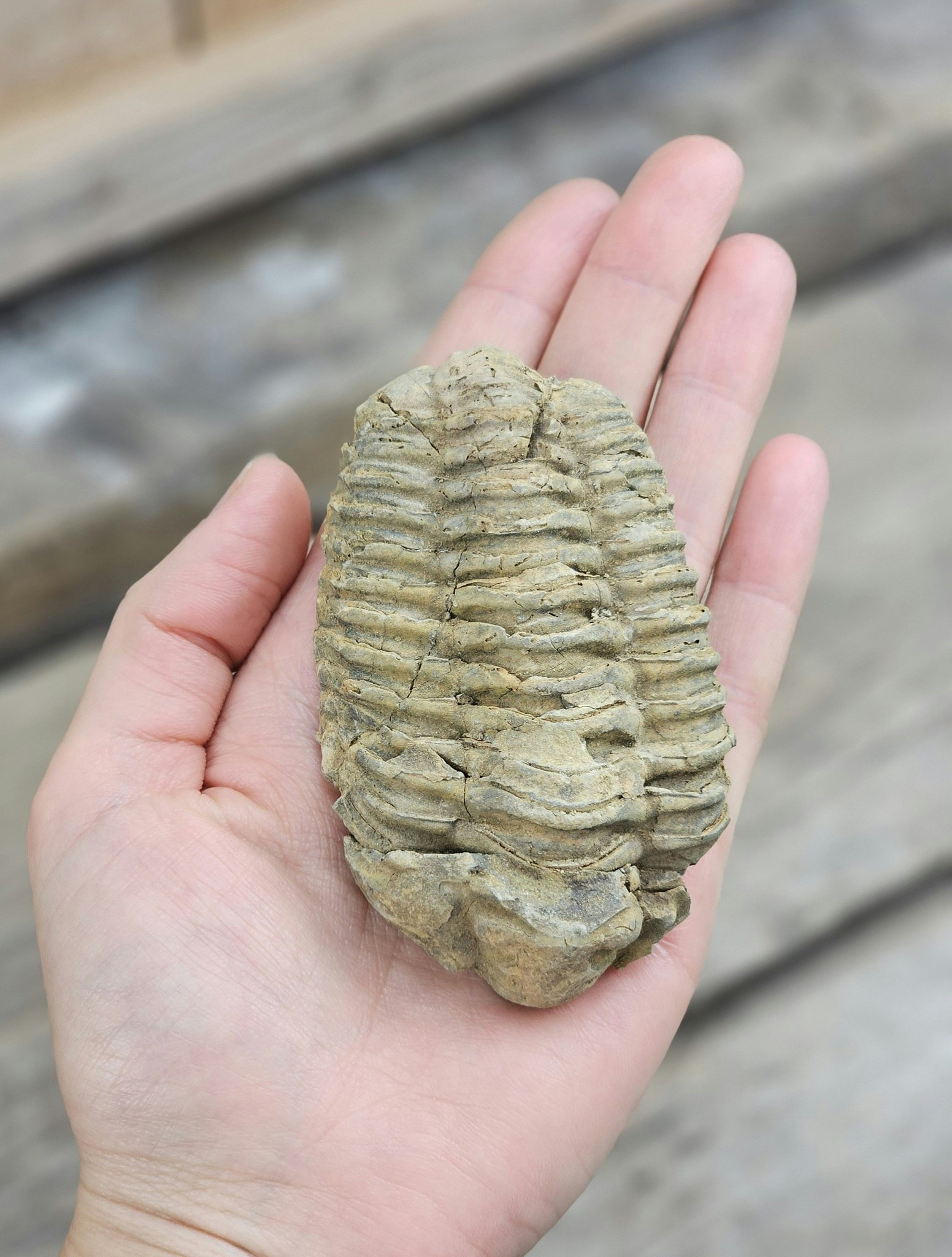 Trilobit fossil stor #7