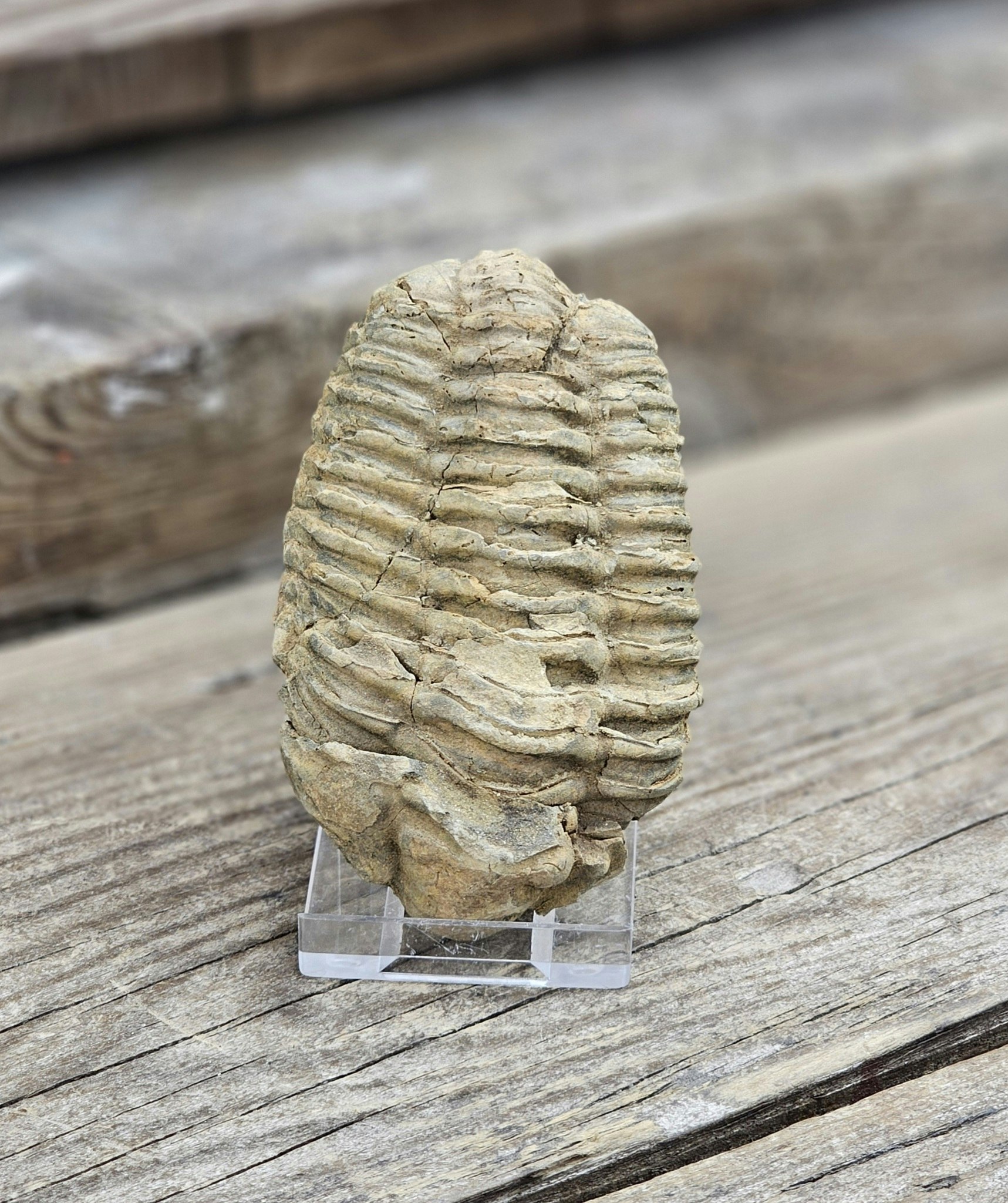Trilobit fossil stor #7