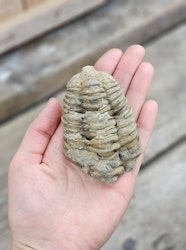 Trilobit fossil stor #11