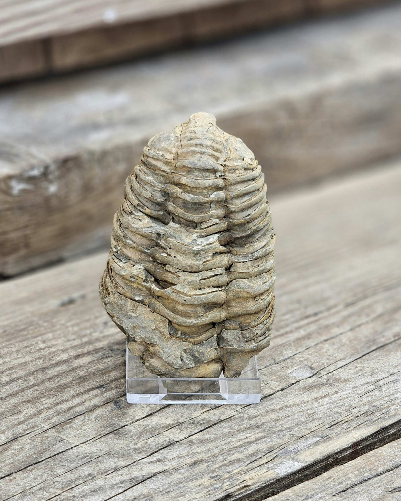 Trilobit fossil stor #11