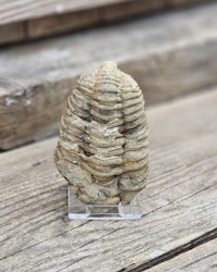 Trilobit fossil stor #11