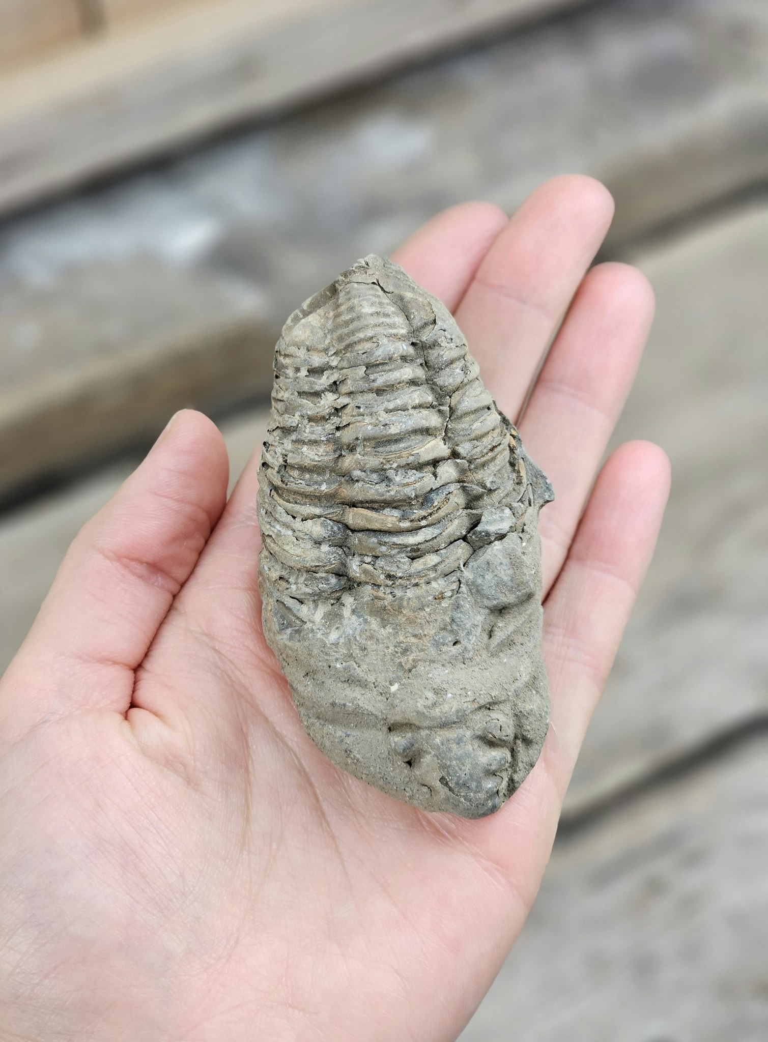 Trilobit fossil stor #12