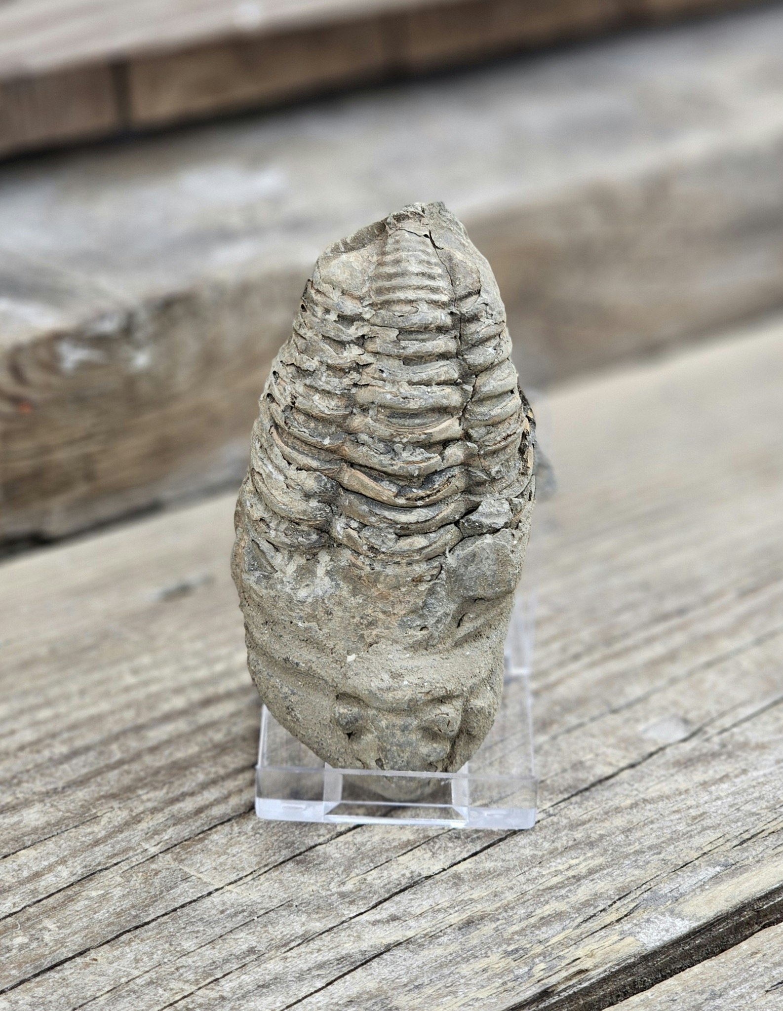 Trilobit fossil stor #12