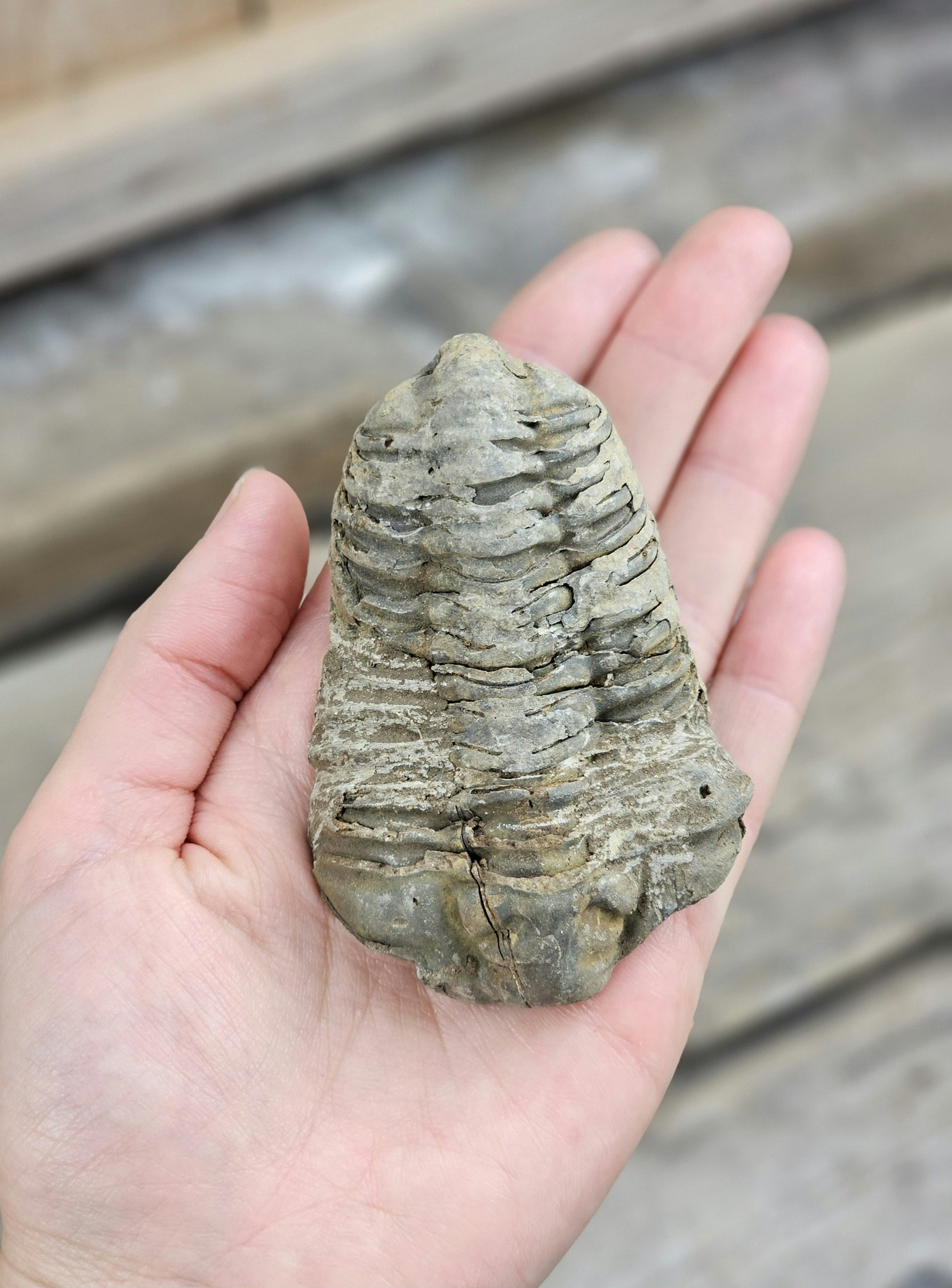 Trilobit fossil stor #13