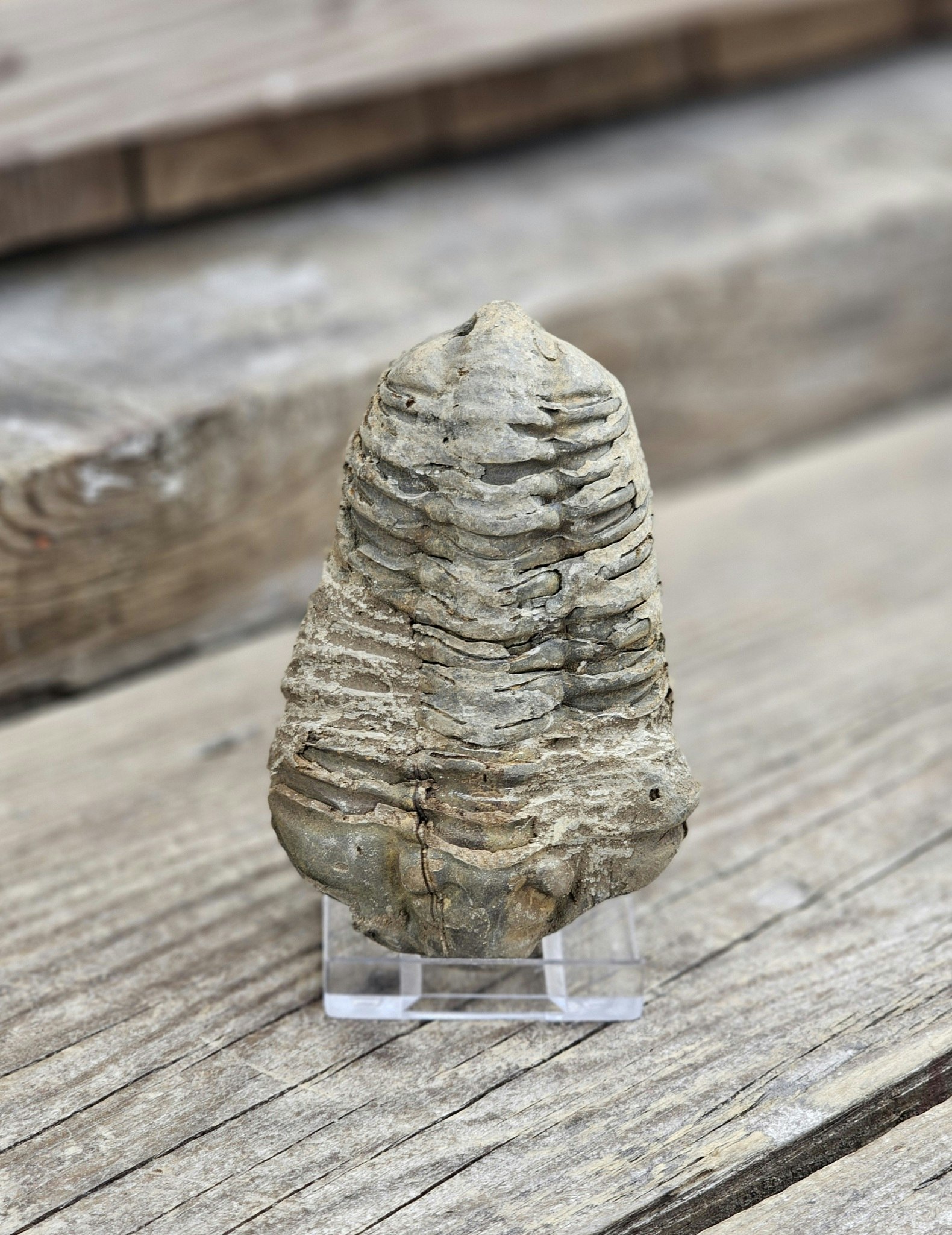 Trilobit fossil stor #13