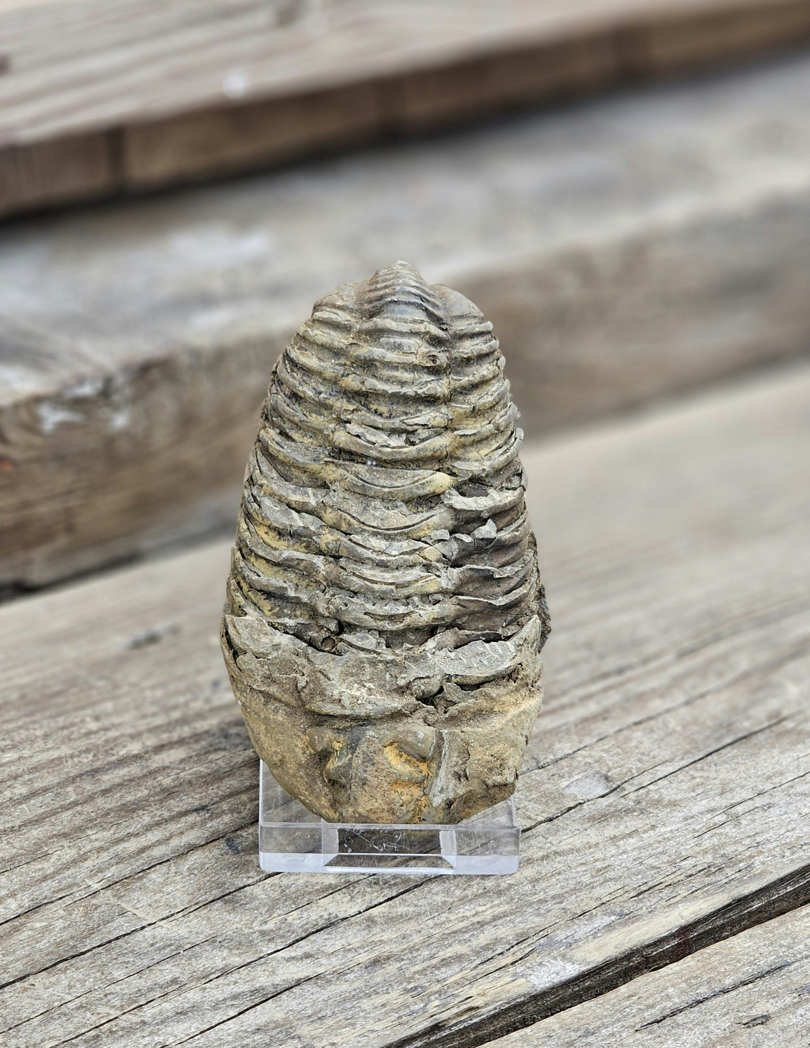 Trilobit fossil stor #17