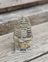 Trilobit fossil stor #17