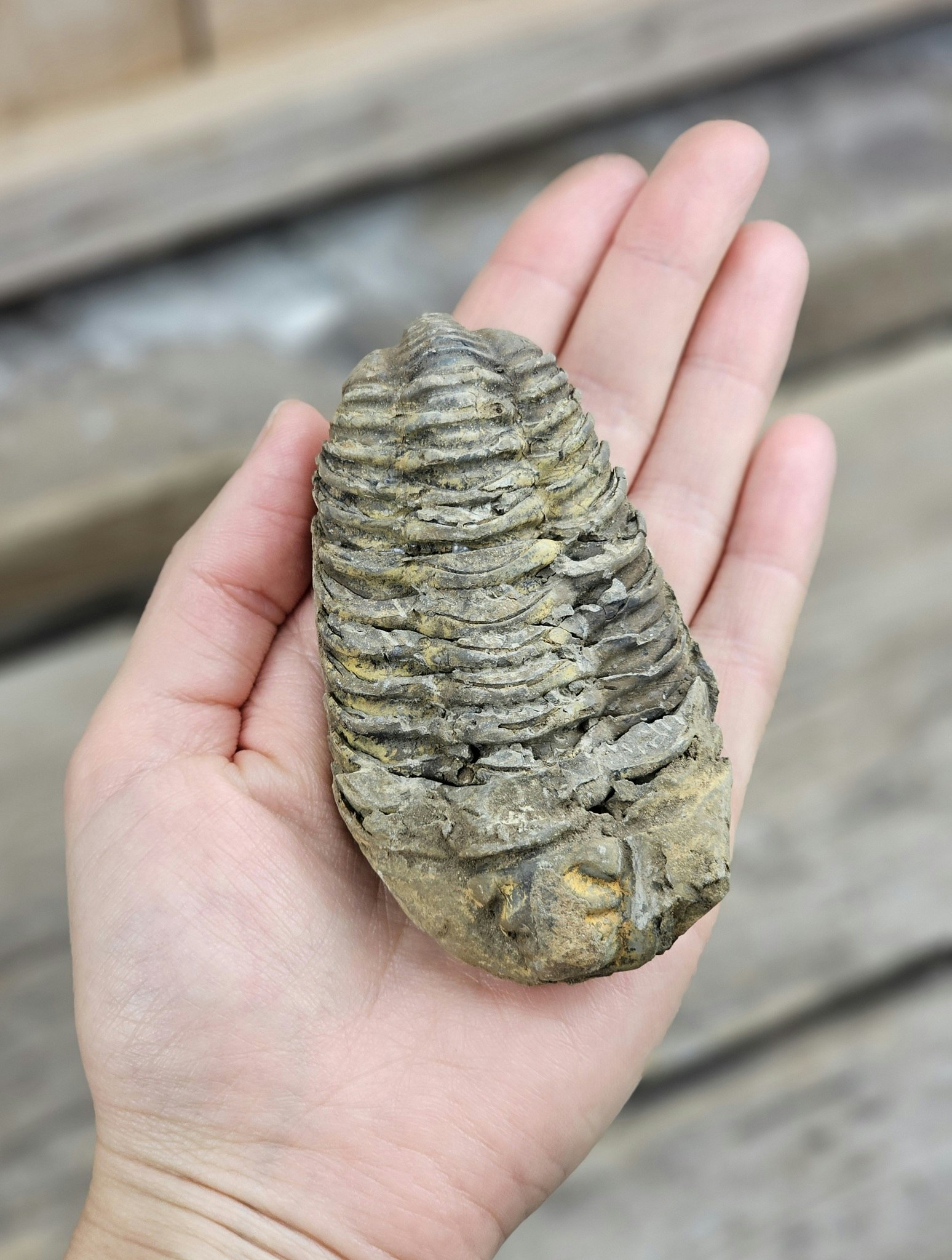Trilobit fossil stor #17