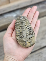 Trilobit fossil stor #17