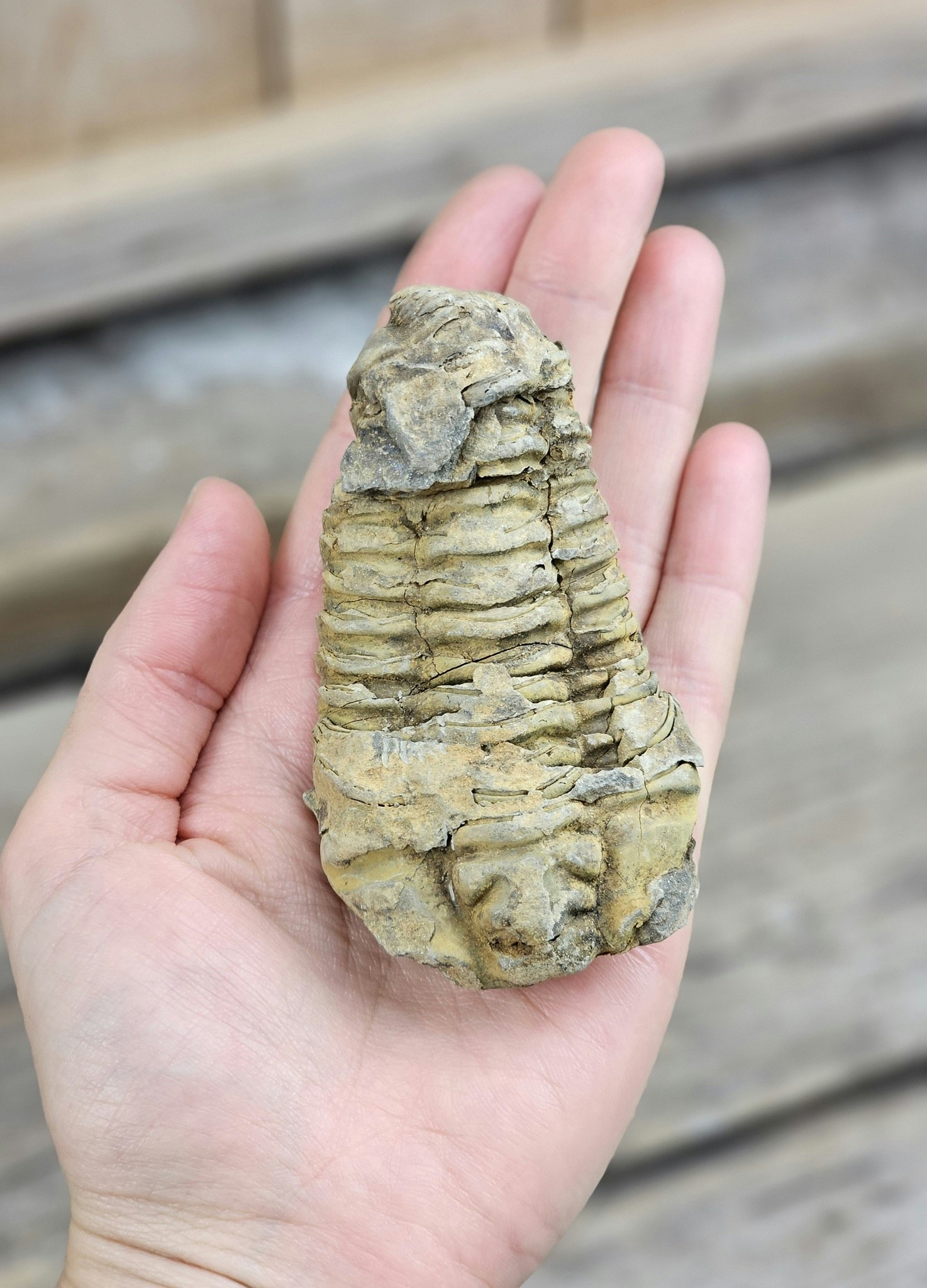 Trilobit fossil stor #18