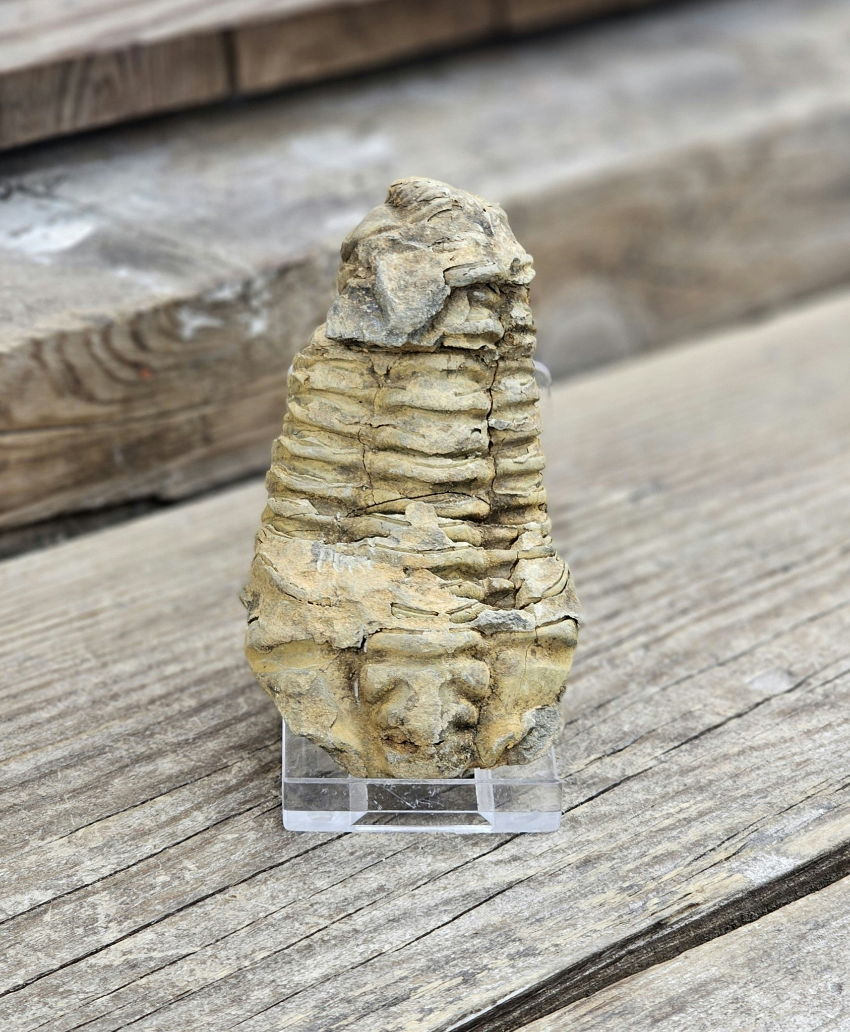 Trilobit fossil stor #18