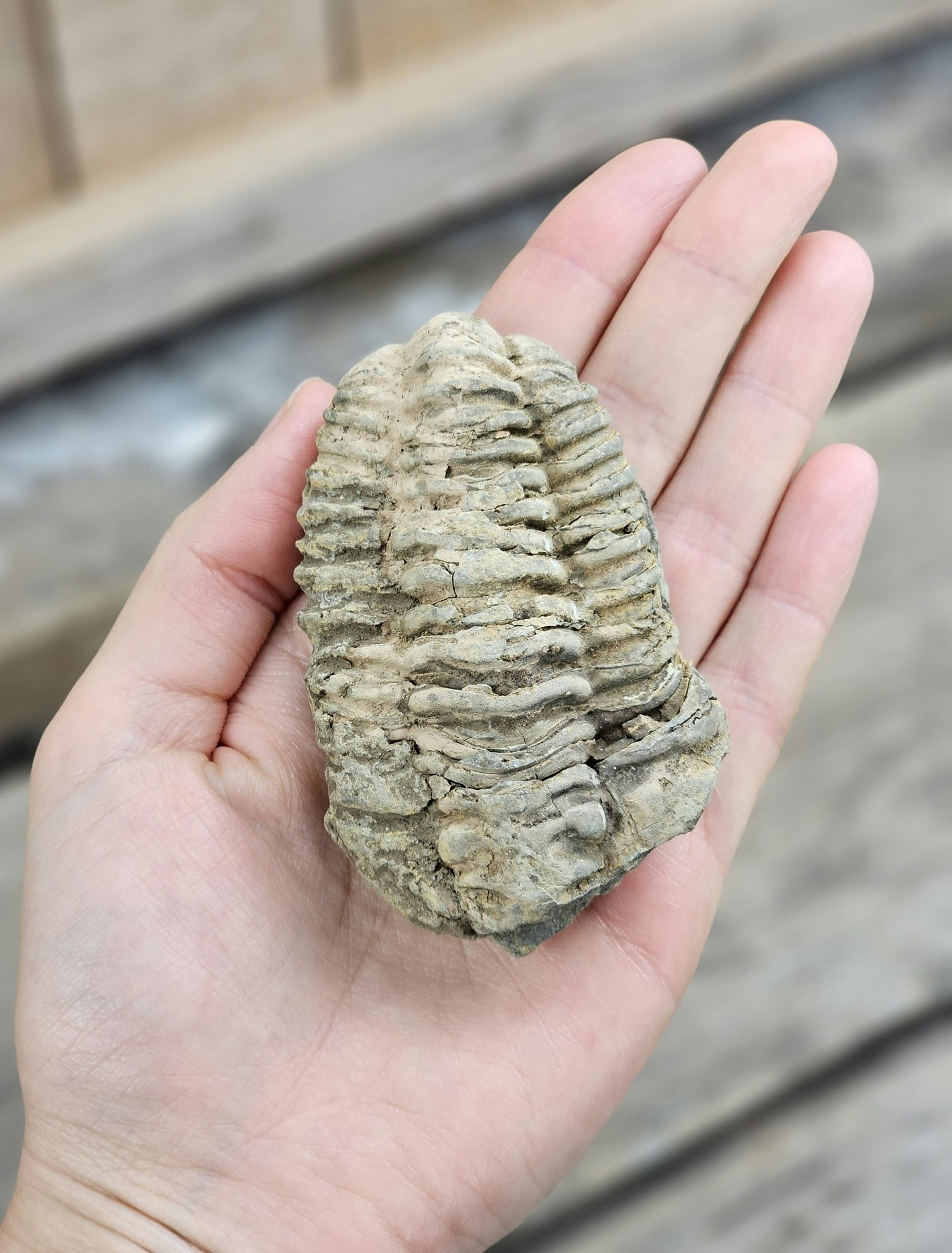 Trilobit fossil stor #19